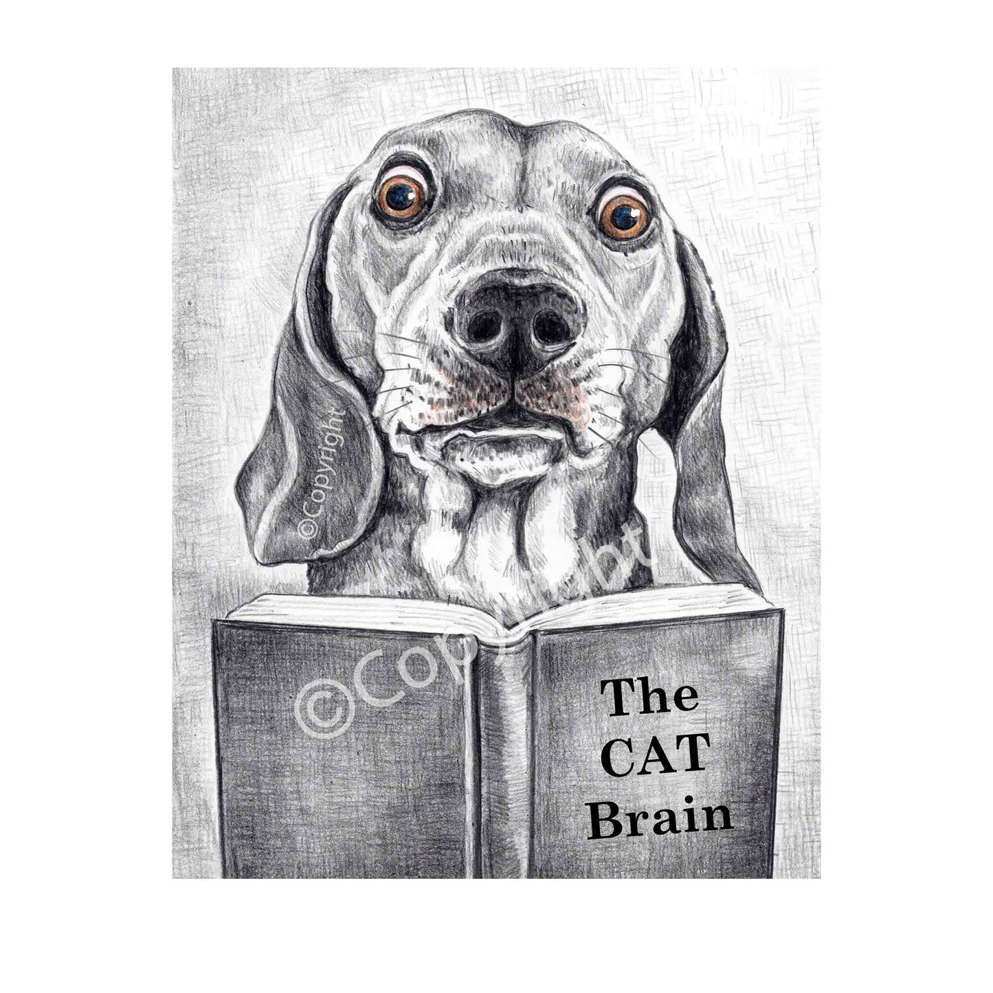 Crayon drawing of a dachshund dog reading a book about cats. Black and white art by Deidre Wicks