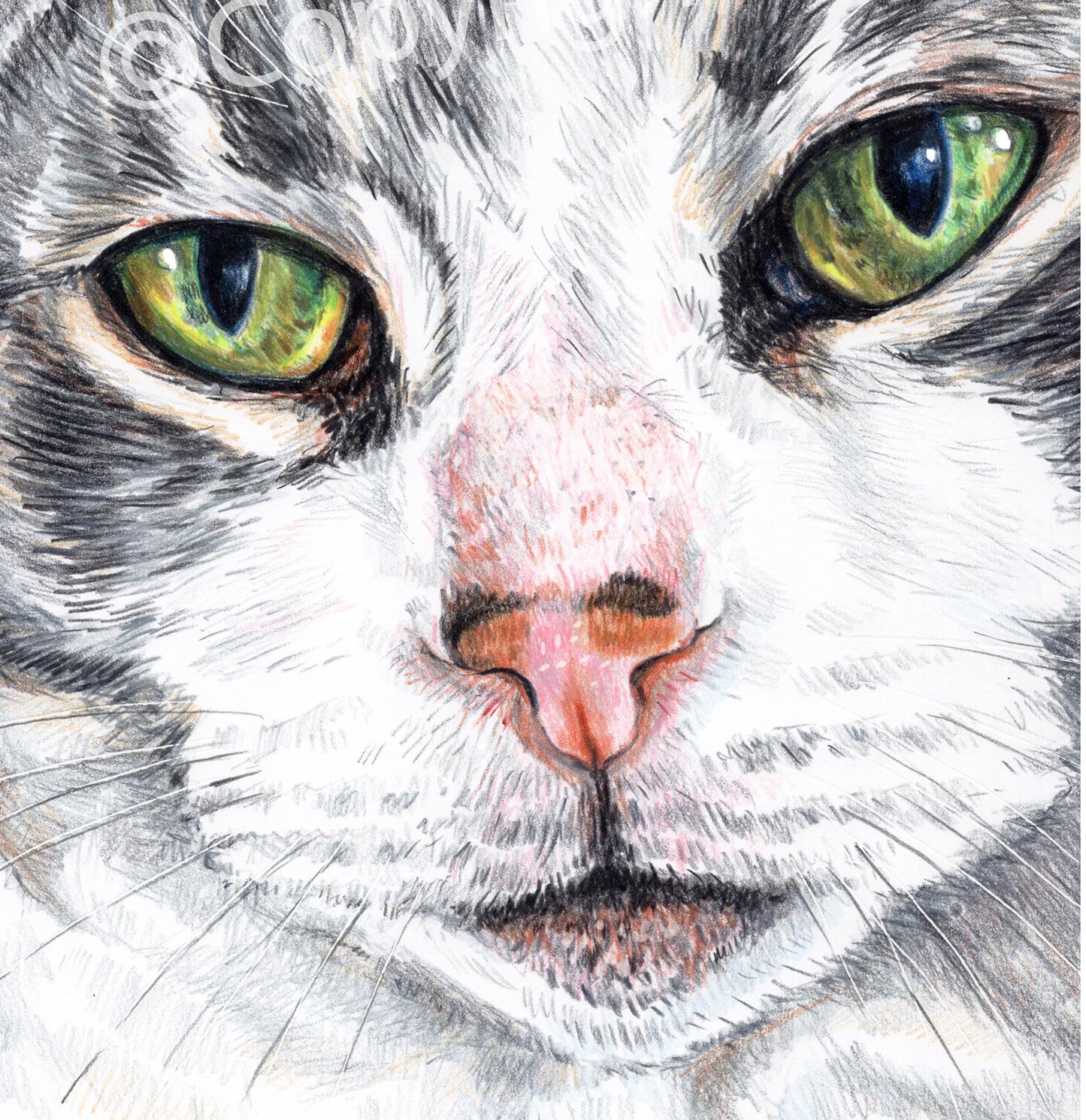 Crayon drawing of a grey tabby cat daring you to boop her nose. Art by Deidre Wicks
