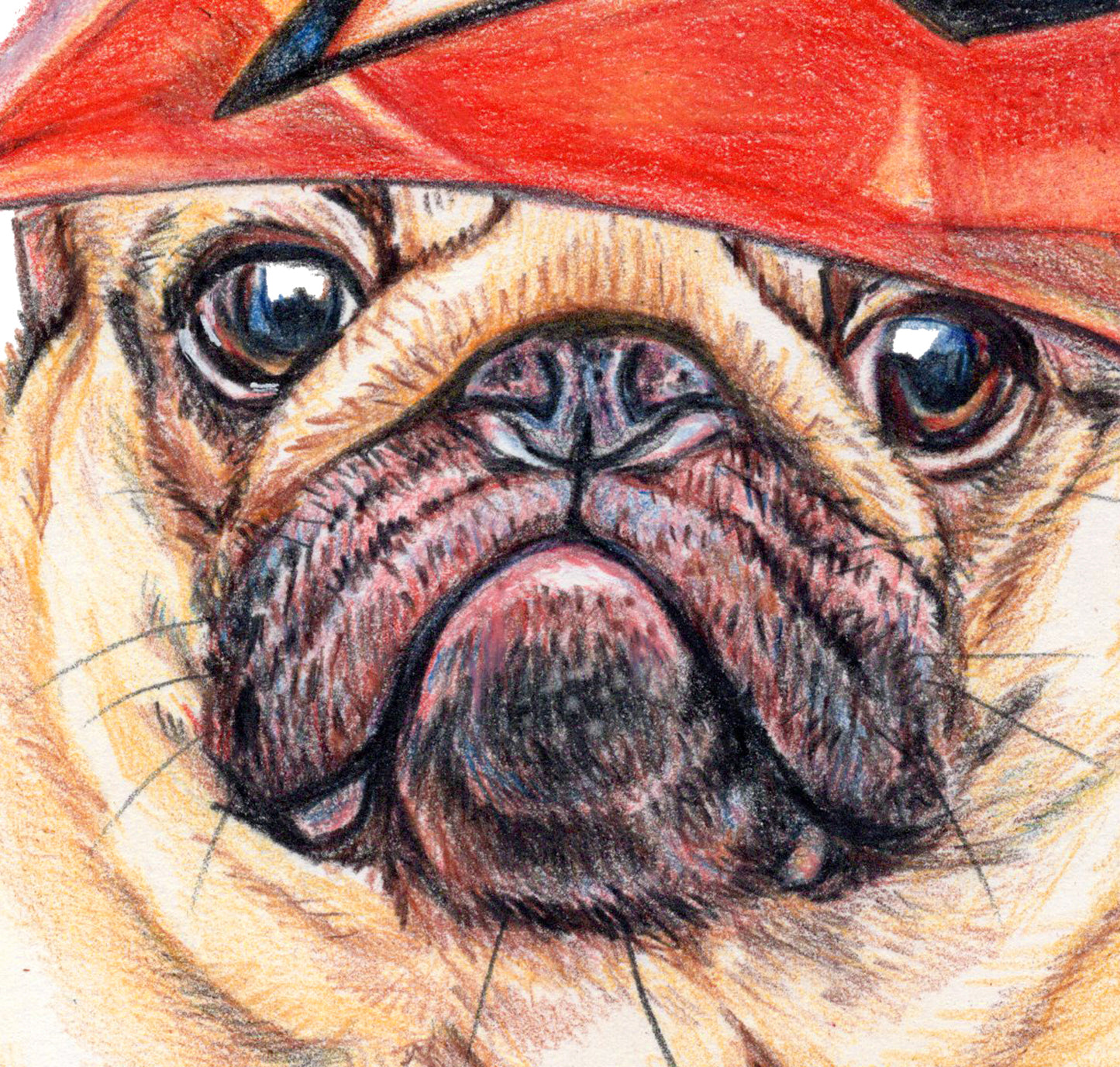 Coloured pencil drawing of a pug dog wearing an empty cheese nacho chip bag on his head. Art by Deidre Wicks