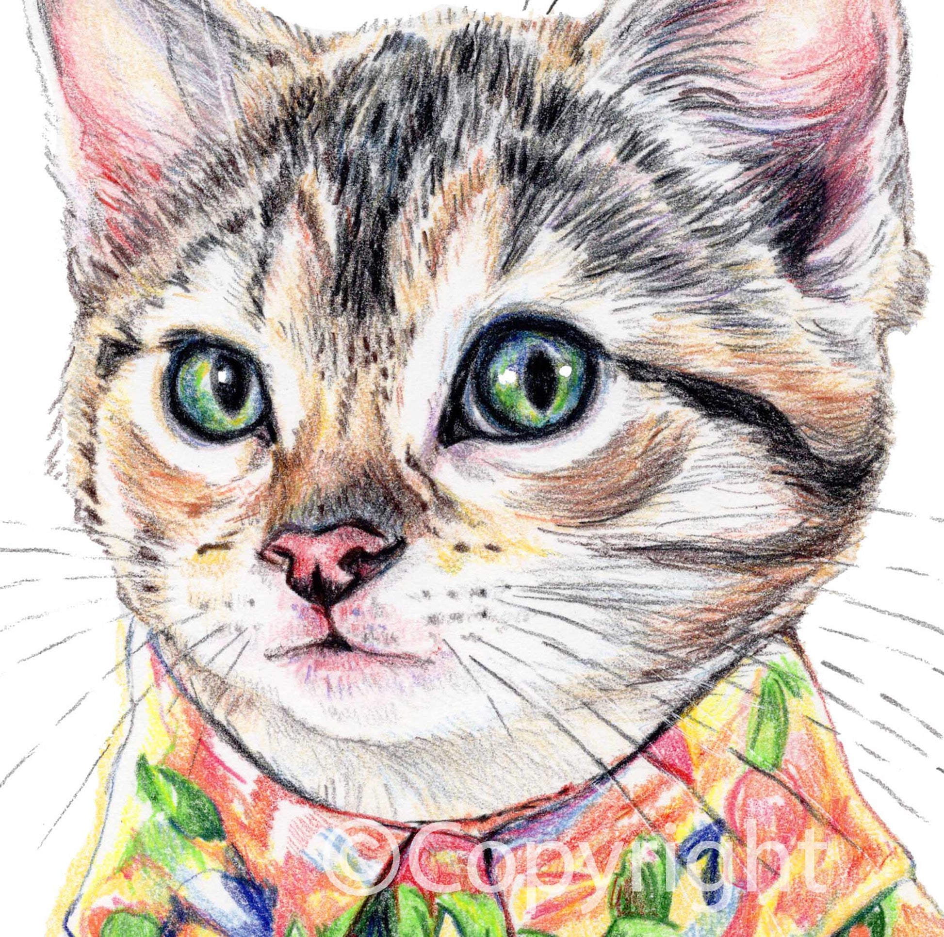Coloured pencil drawing of a tabby cat kitten wearing a bright Hawaiian shirt by Deidre Wicks