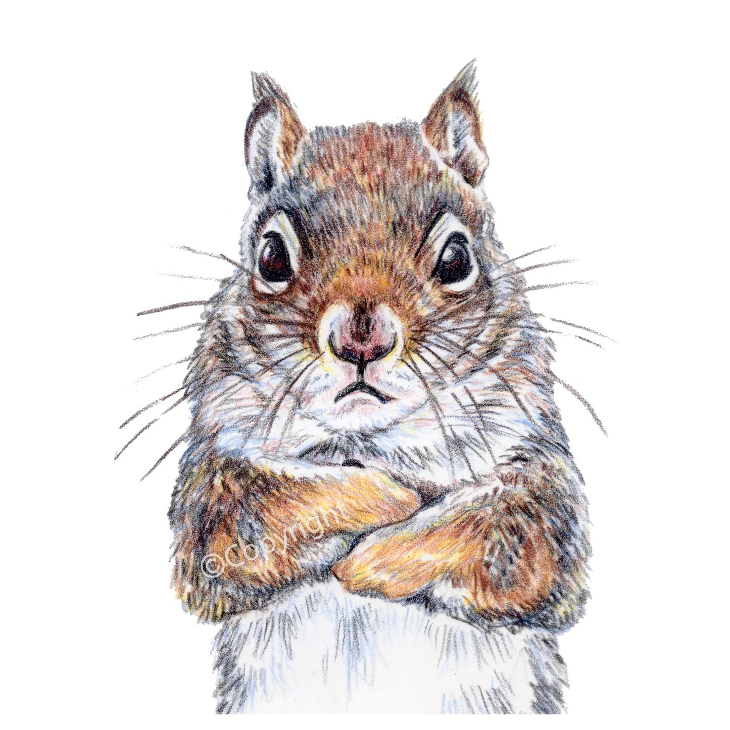 Illustration of a grumpy grey squirrel on a white background