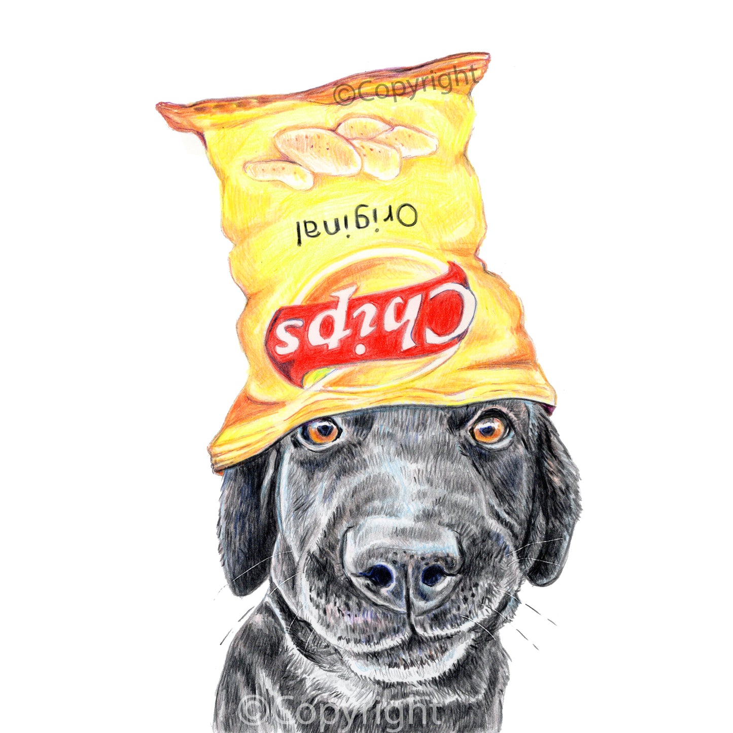 Print of a coloured pencil drawing of a black lab dog wearing an empty chip bag as a hat. Art by Deidre Wicks