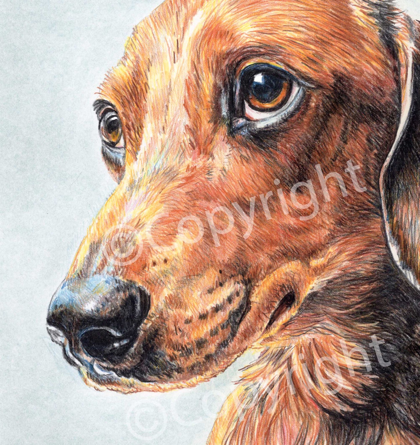 Original crayon drawing of a dachshund dog begging with his eyes for more food by Deidre Wicks