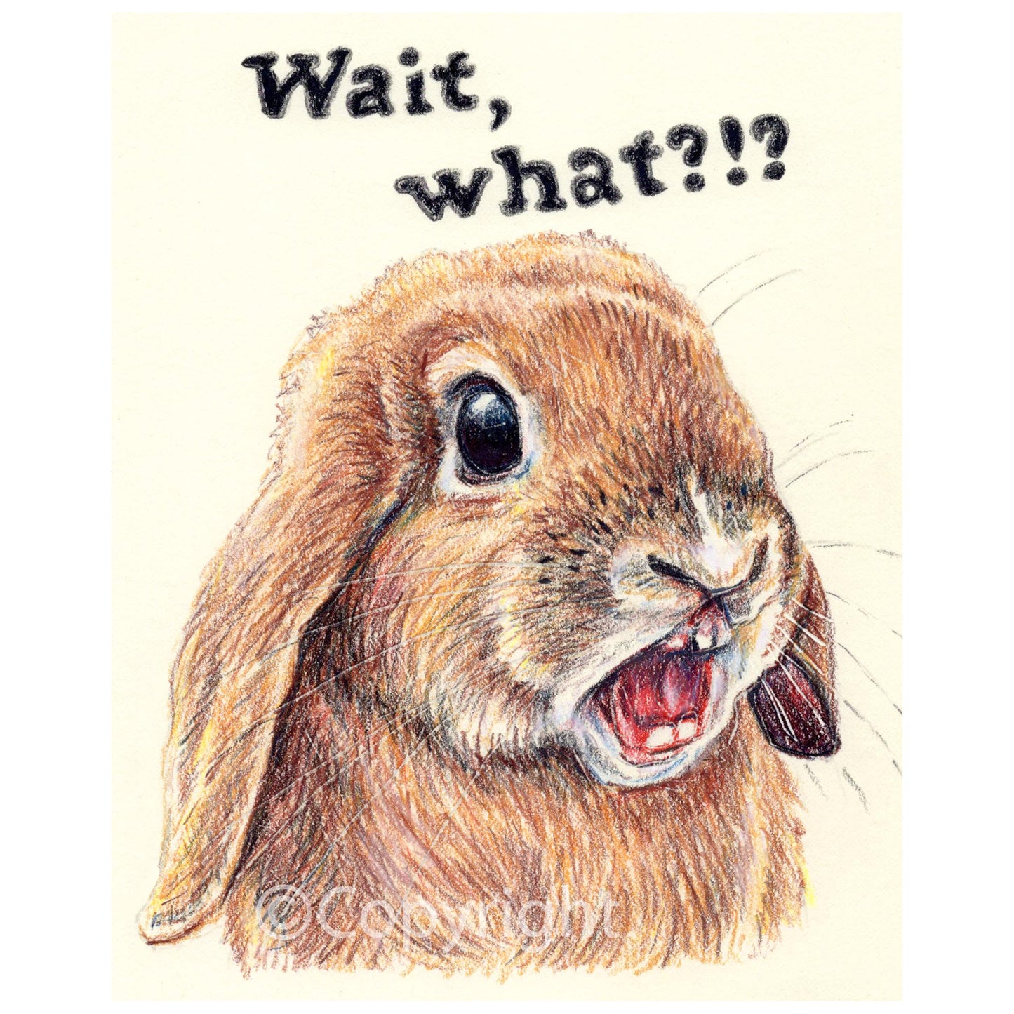 Drawing of a lop eared rabbit with a surprised expression and text 'Wait, what?!!' on a light background