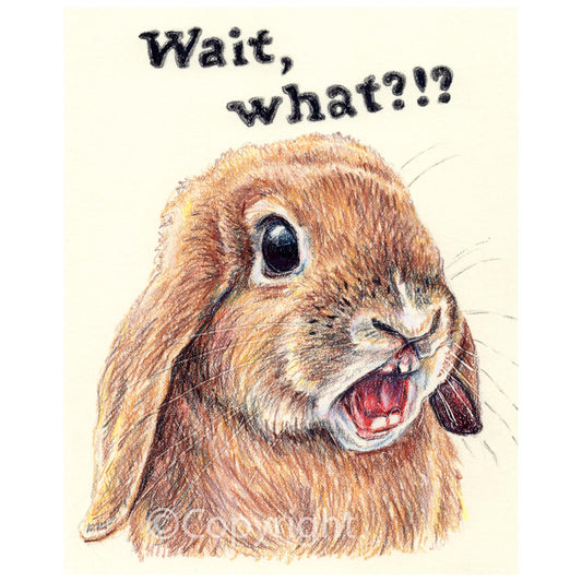 Drawing of a lop eared rabbit with a surprised expression and text 'Wait, what?!!' on a light background