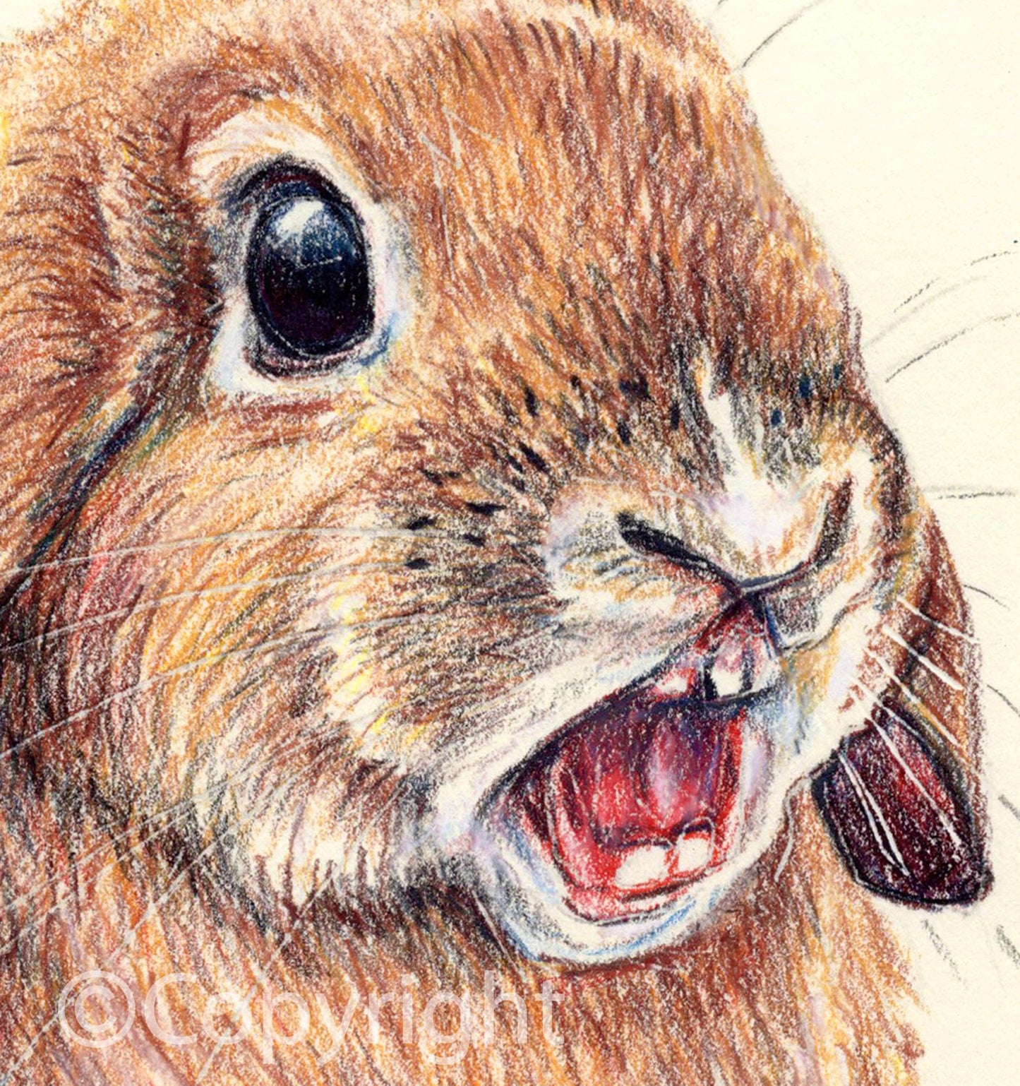 Close-up of a rabbit's face with an open mouth, drawn in detail.