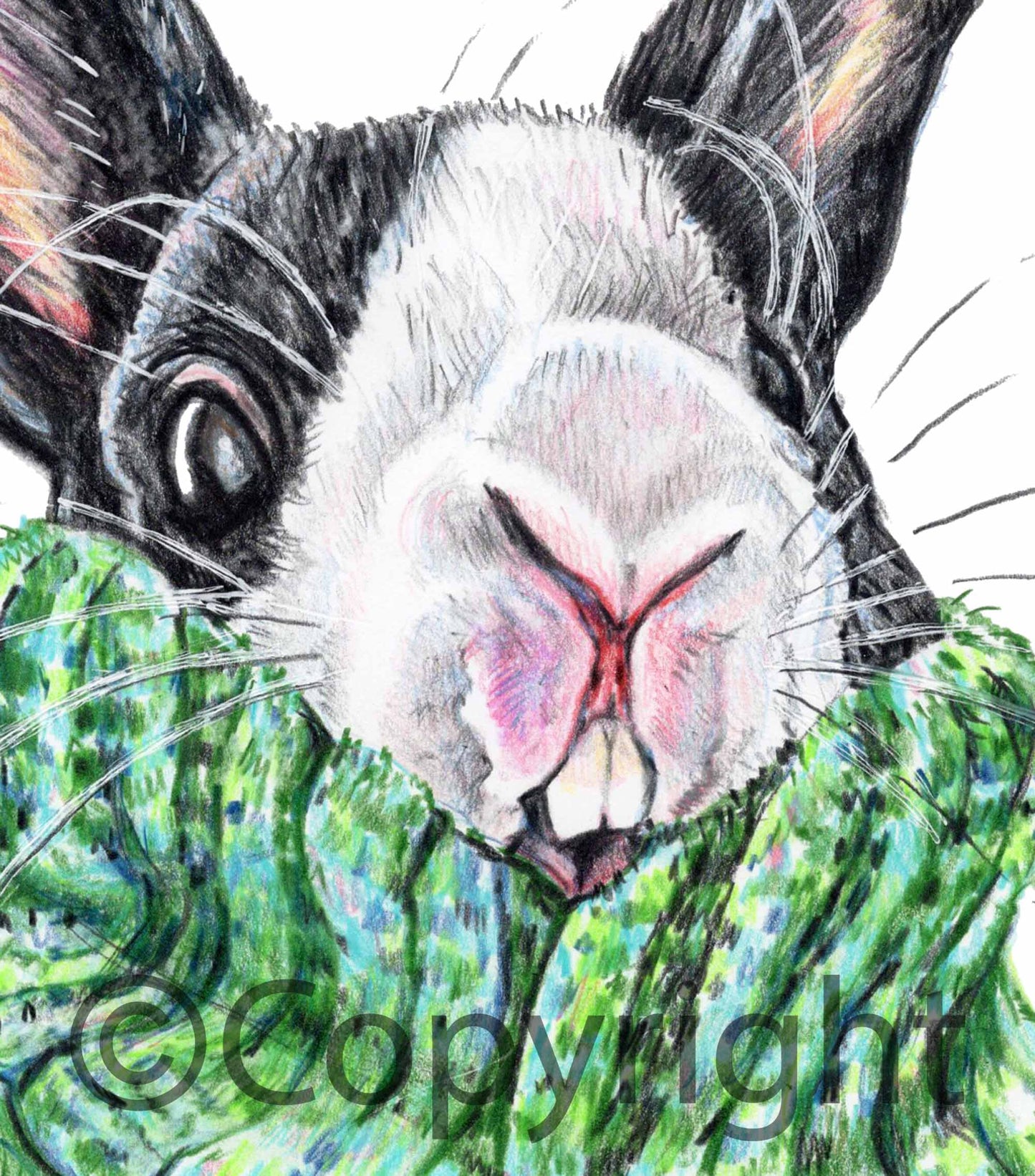 Coloured pencil drawing of a black and white bunny rabbit wearing a large green sweater. Art by Deidre Wicks