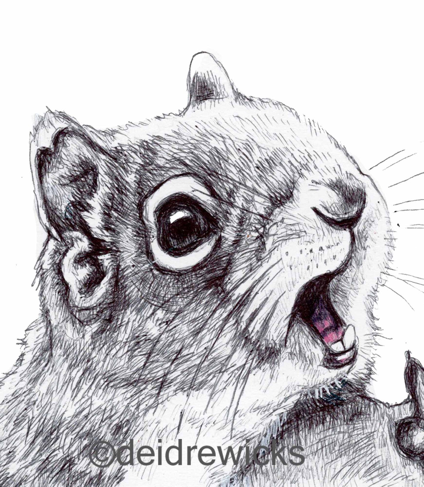 Close up of a ballpoint pen drawing of a squirrel by artist Deidre Wicks