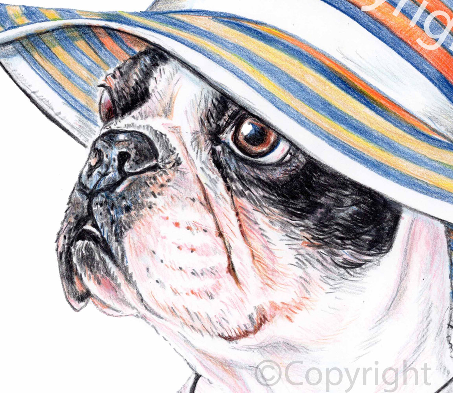 Crayon drawing of a boston terrier dog wearing a sun hat and a sea shell bikini. Art by Deidre Wicks