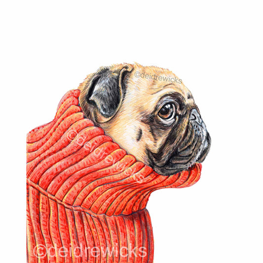Coloured pencil drawing of a pug dog in profile wearing a red turtleneck sweater by Deidre Wicks