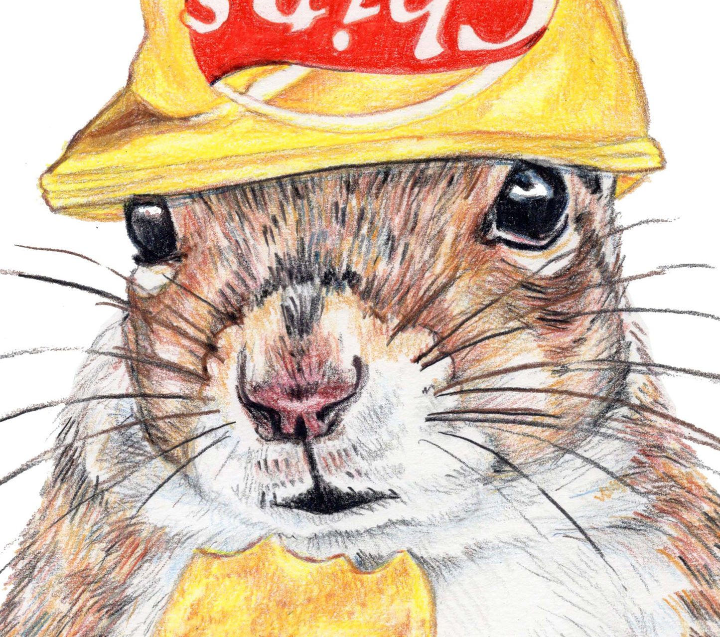 Coloured pencil drawing of a squirrel wearing a bright yellow potato chip bag on it's head. Art by Deidre Wicks