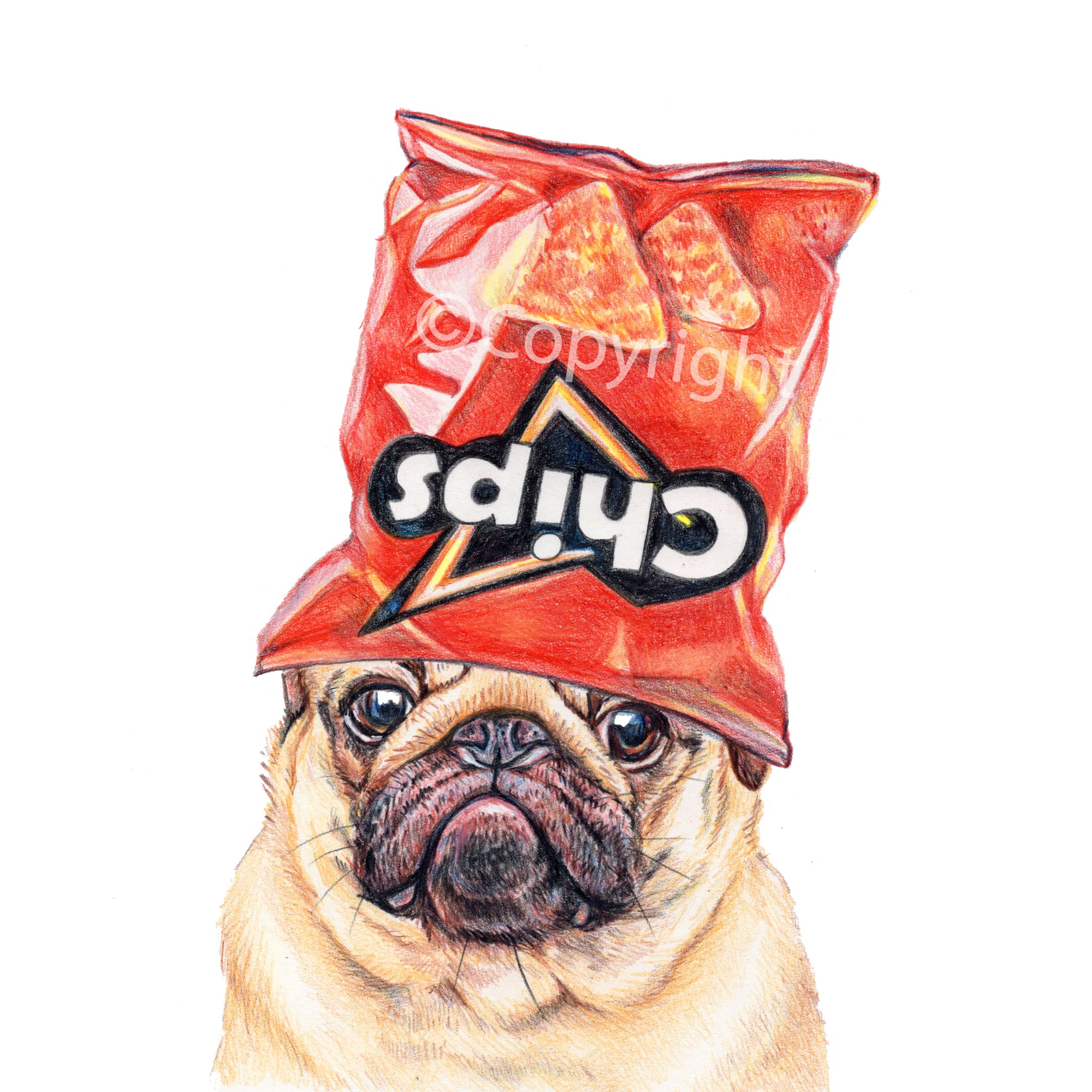 Coloured pencil drawing of a pug dog wearing an empty cheese nacho chip bag on his head. Art by Deidre Wicks