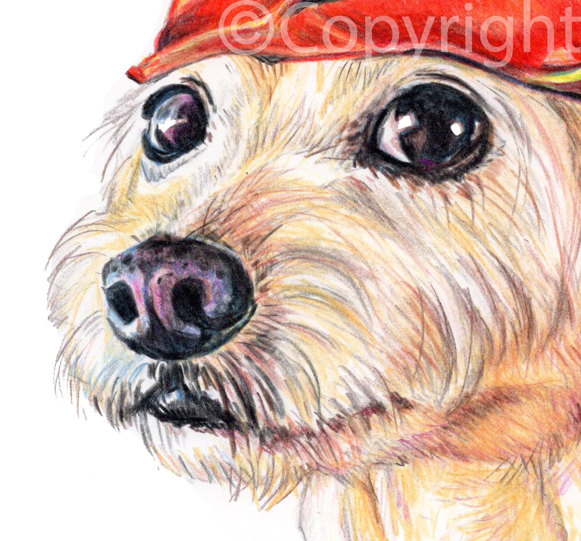 Coloured pencil drawing of a terrier dog wearing a chip bag as a hat. Art by Deidre Wicks