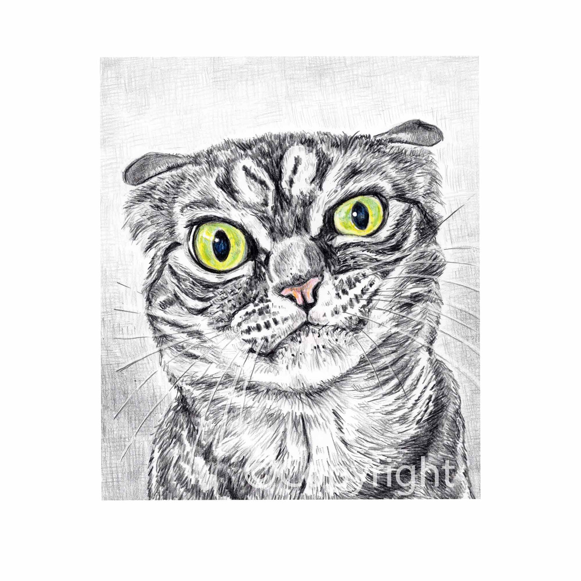 Crayon drawing of a disgruntled tabby cat who knows you were petting a dog. Art by Deidre Wicks