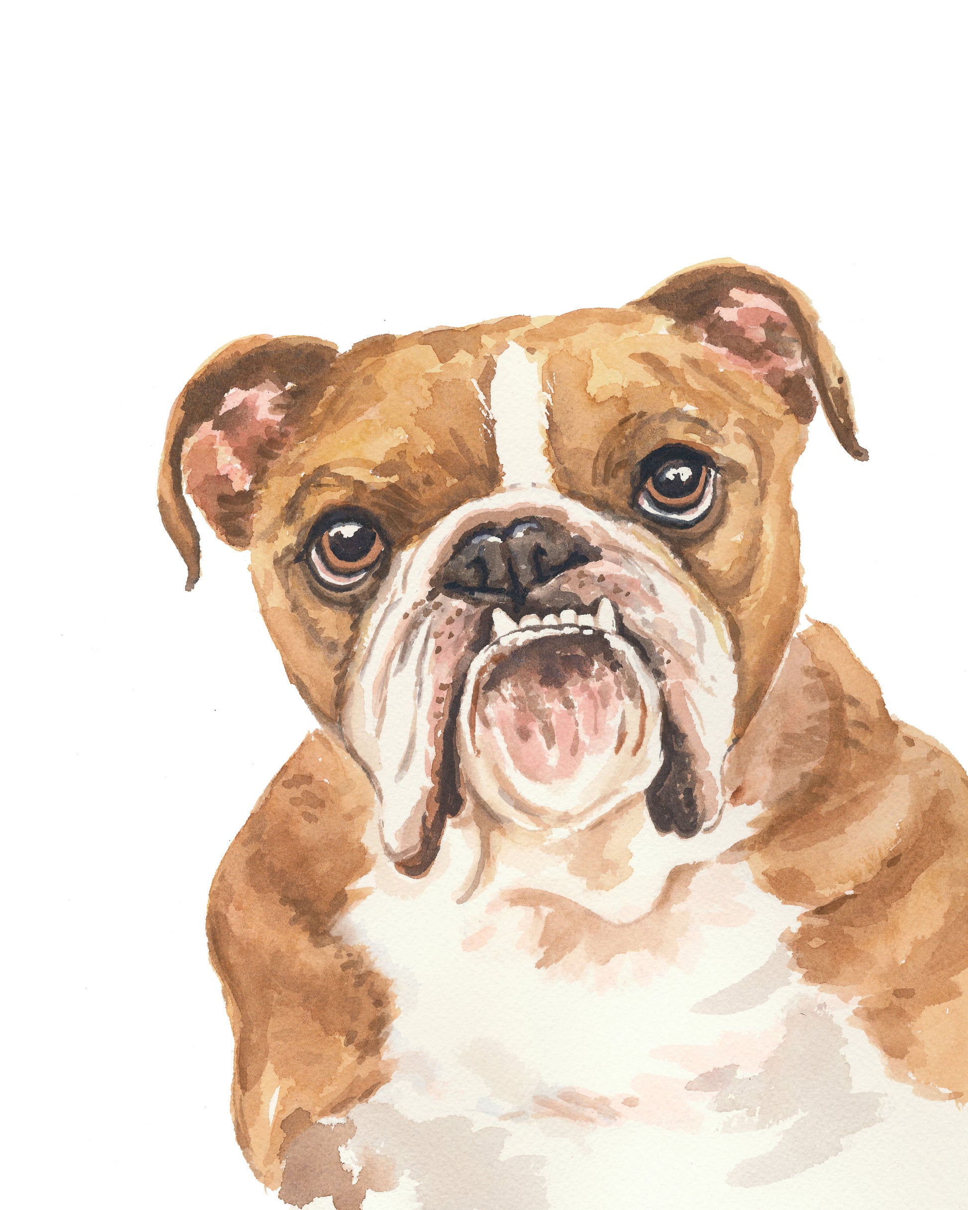 Watercolor painting of a bulldog on a white background