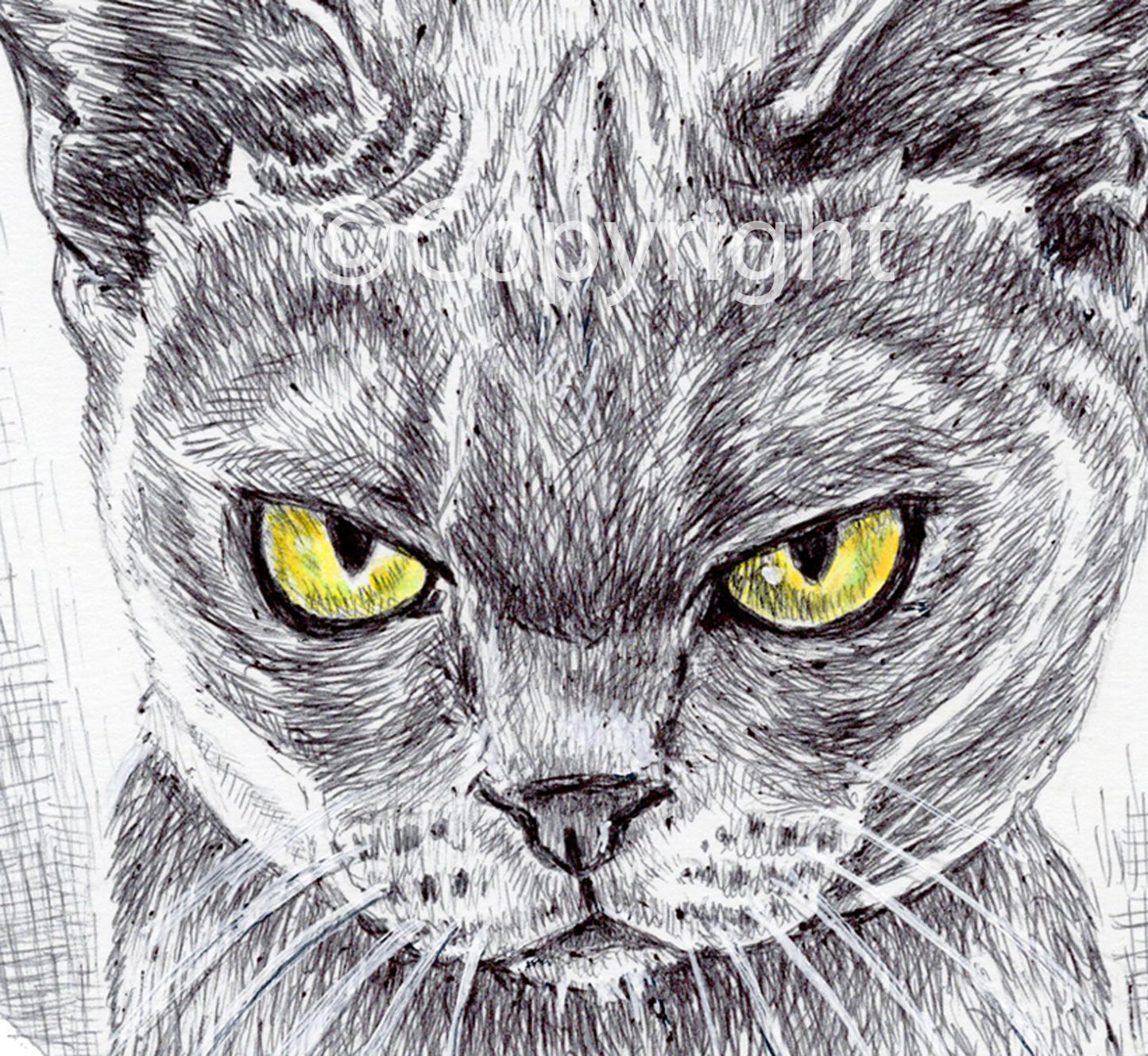 Ballpoint pen ink drawing of a very angry cat. Forgiveness is for dogs!
