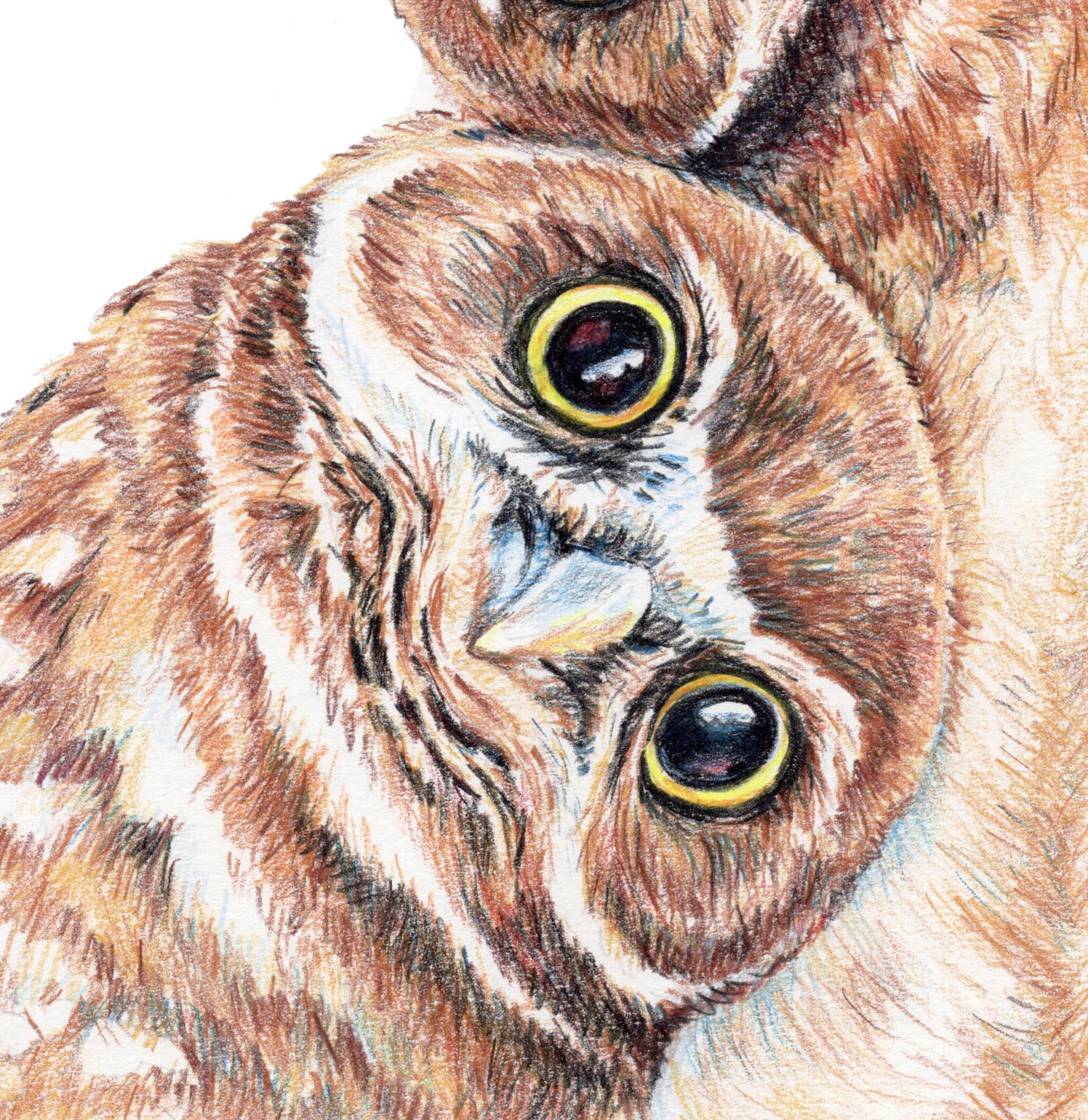 Close up of a face of a burrowing owl. Pencil crayon art by Deidre Wicks