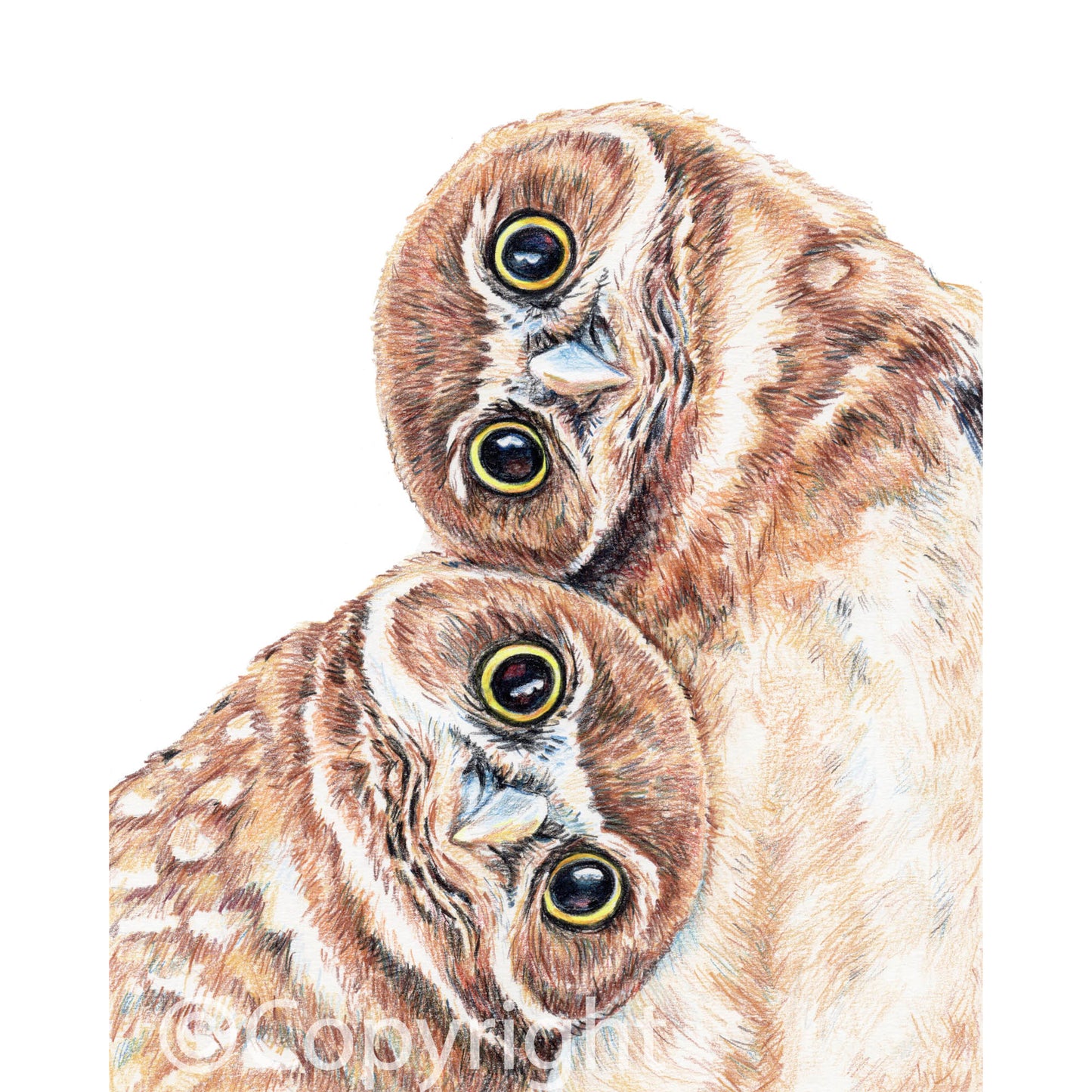 Coloured pencil drawing of two burrowing owls leaning on each other for support. Art by Deidre Wicks