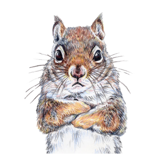 Illustration of a grumpy grey squirrel on a white background
