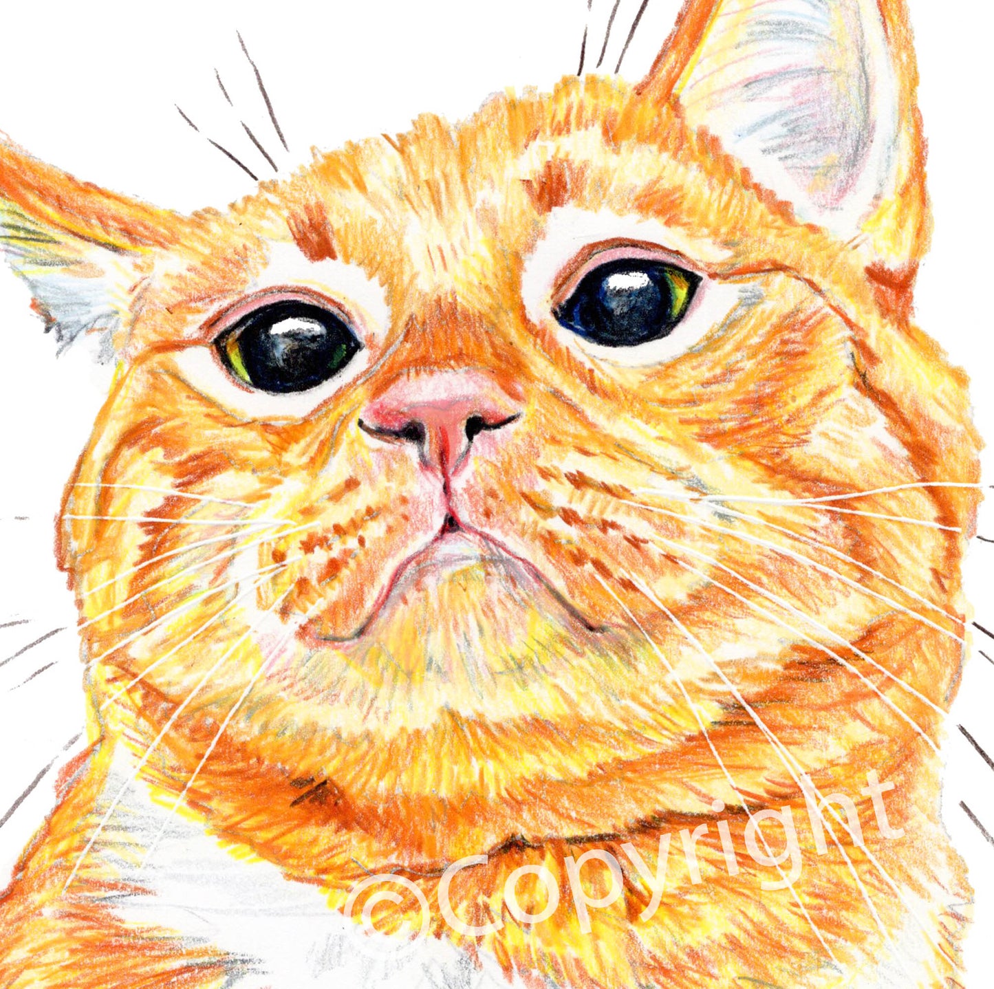 Orange Cat Print