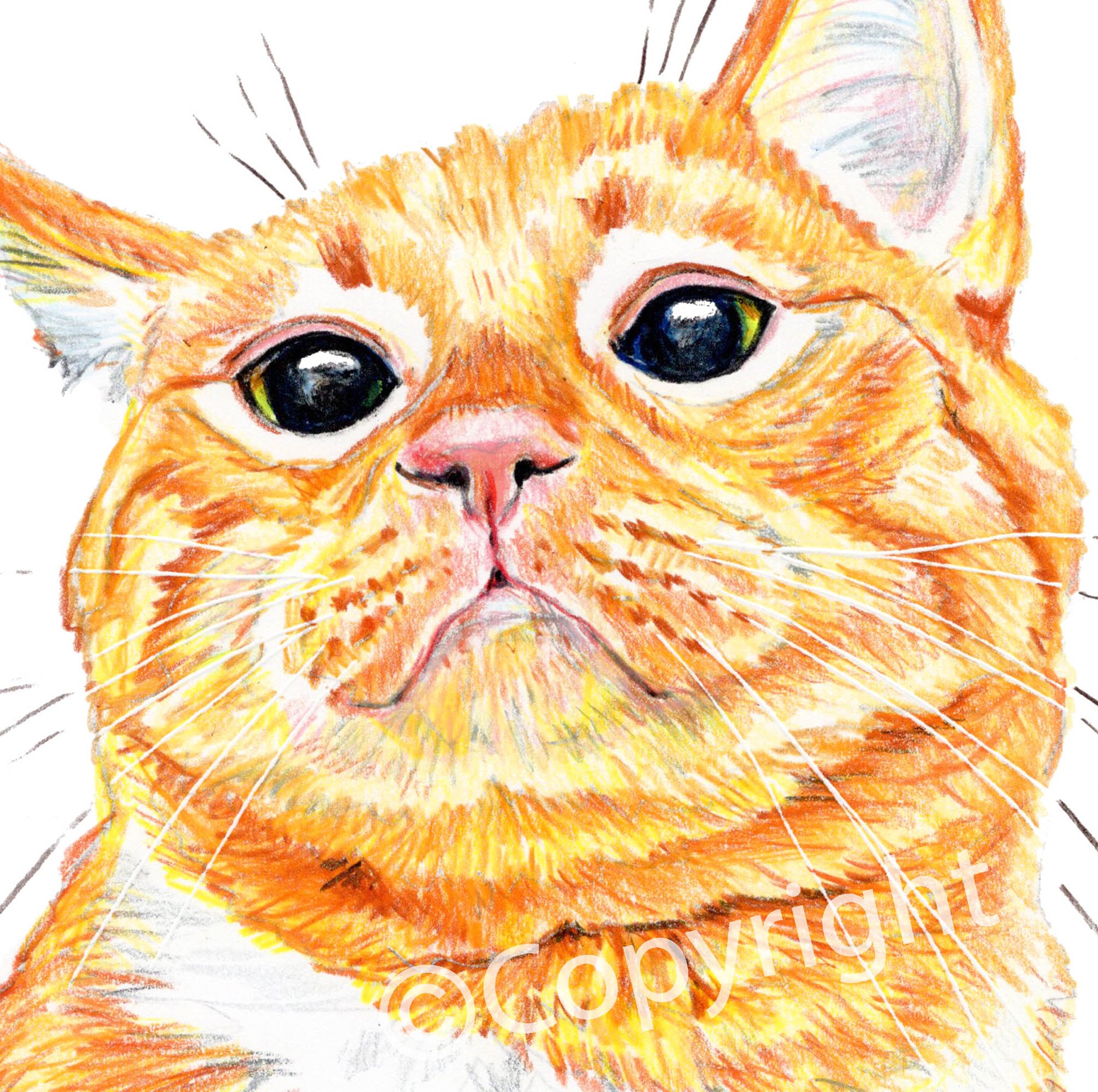 Orange Cat Print of an Original Wax Pastel Crayon Drawing of a Big Ginger  Tabby by Deidre Wicks