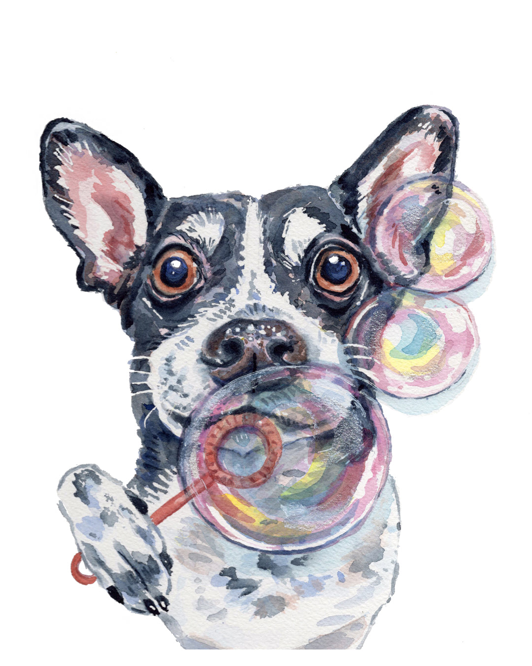 Pet Portraits