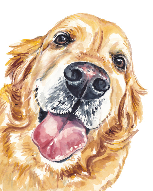 Pet Portraits