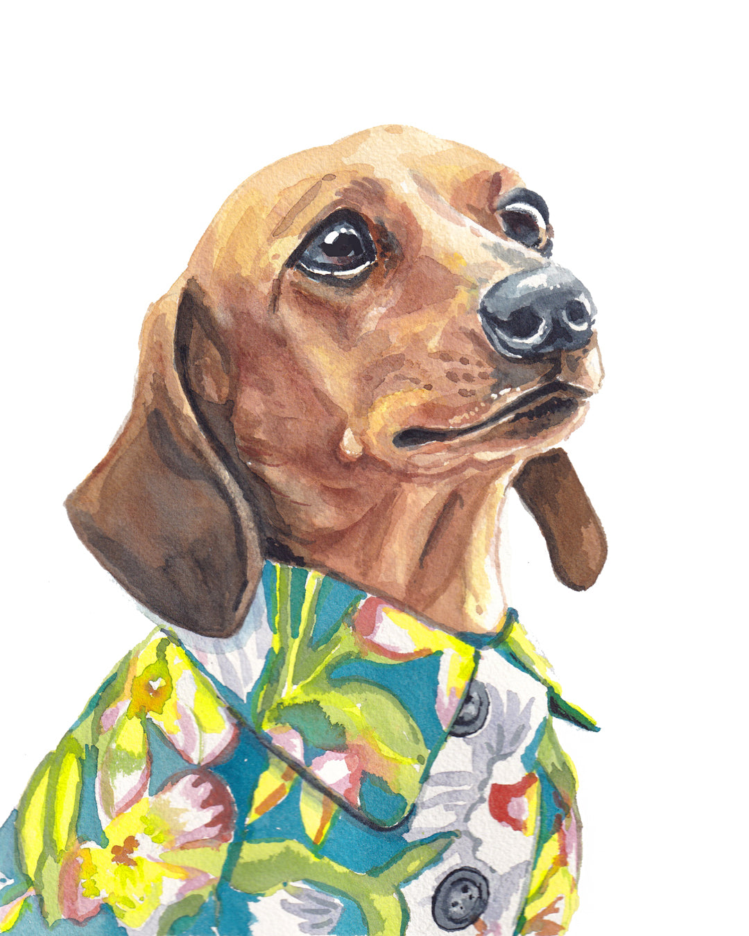 Pet Portraits