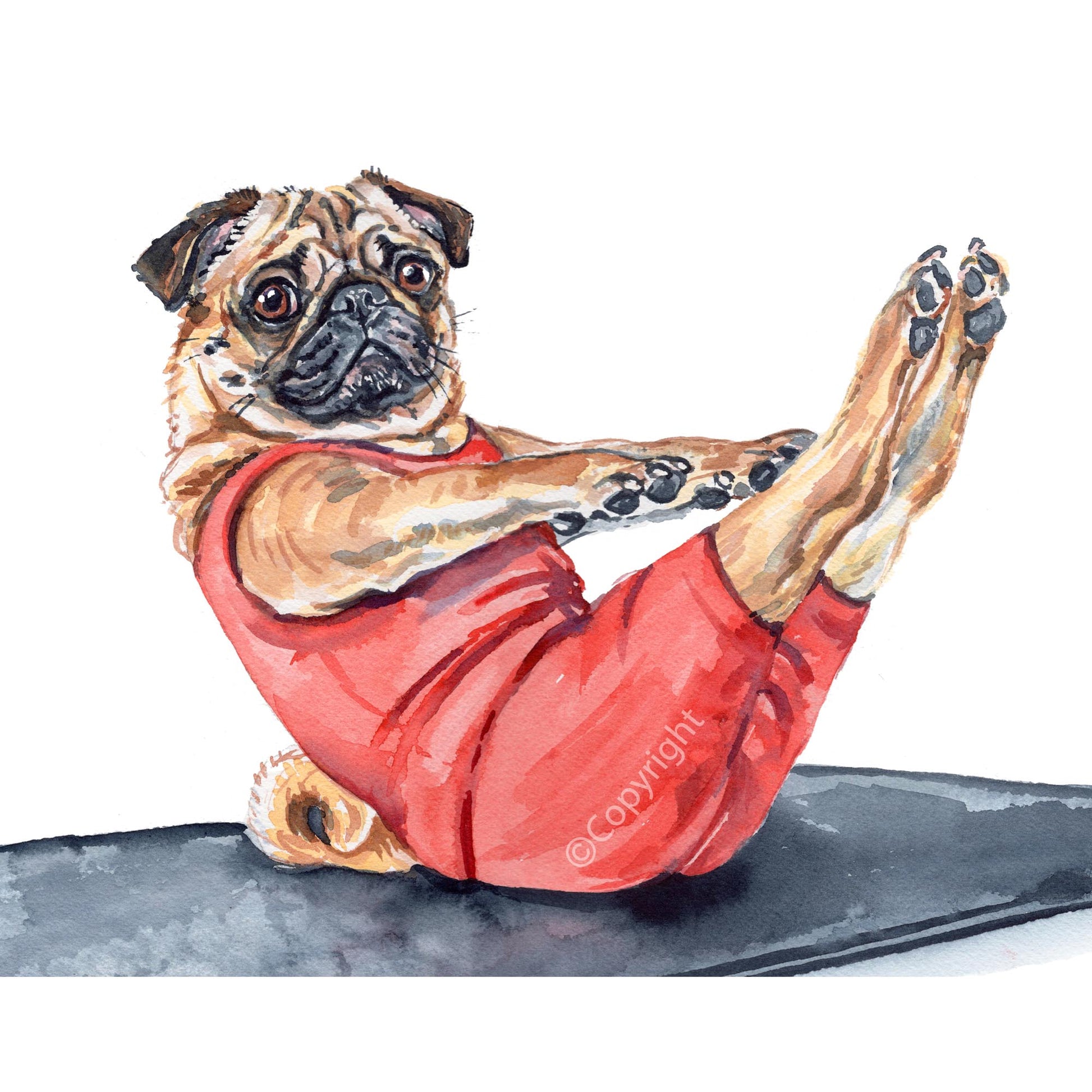 Watercolour painting of a pug dog . doing a teaser pose in a Pilates class