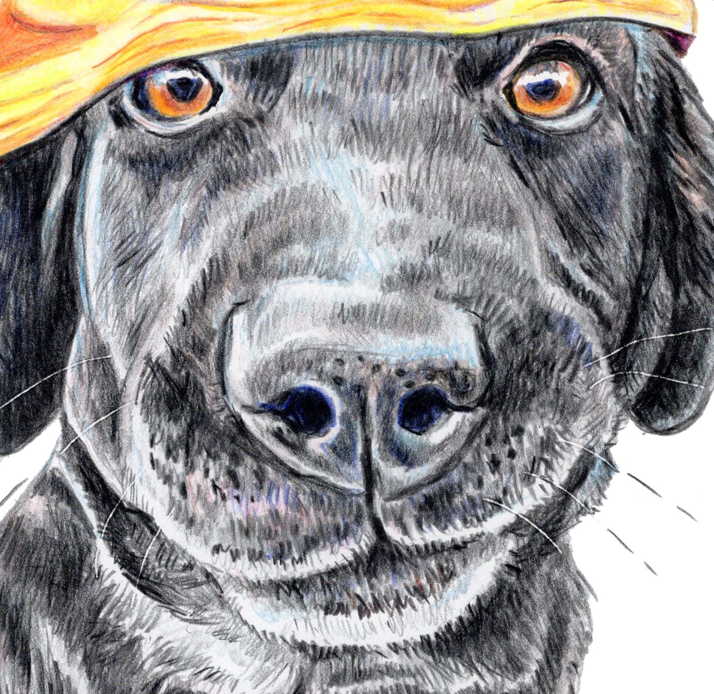 Print of a coloured pencil drawing of a black lab dog wearing an empty chip bag as a hat. Art by Deidre Wicks