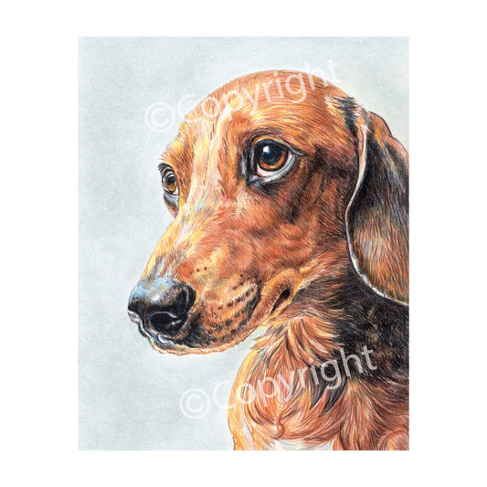 Original crayon drawing of a dachshund dog begging with his eyes for more food by Deidre Wicks