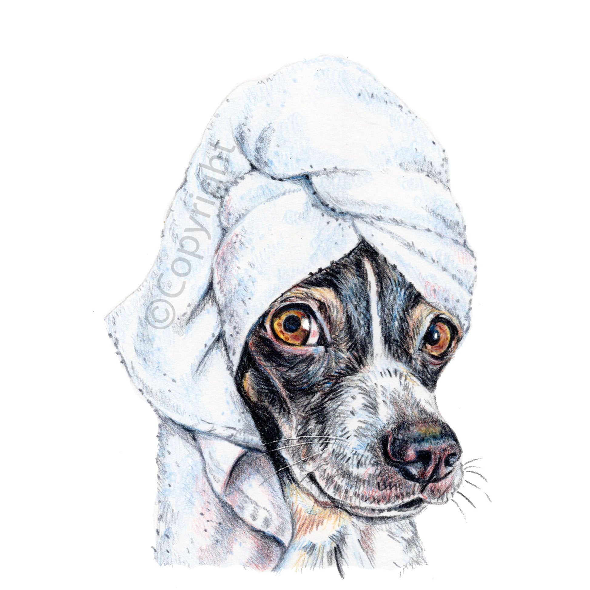 Coloured pencil drawing of a black and white terrier dog wearing a bath towel on his head. Art by Deidre Wicks