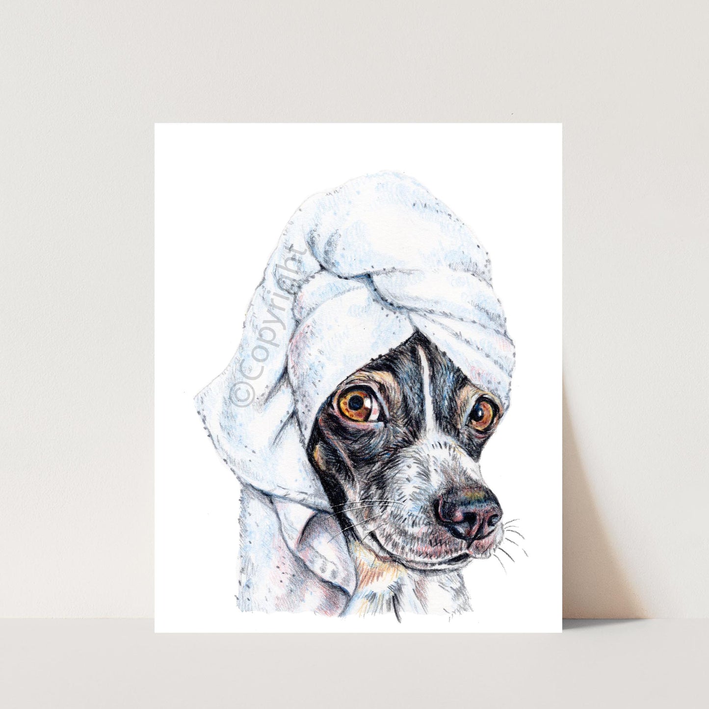 Coloured pencil drawing of a black and white terrier dog wearing a bath towel on his head. Art by Deidre Wicks