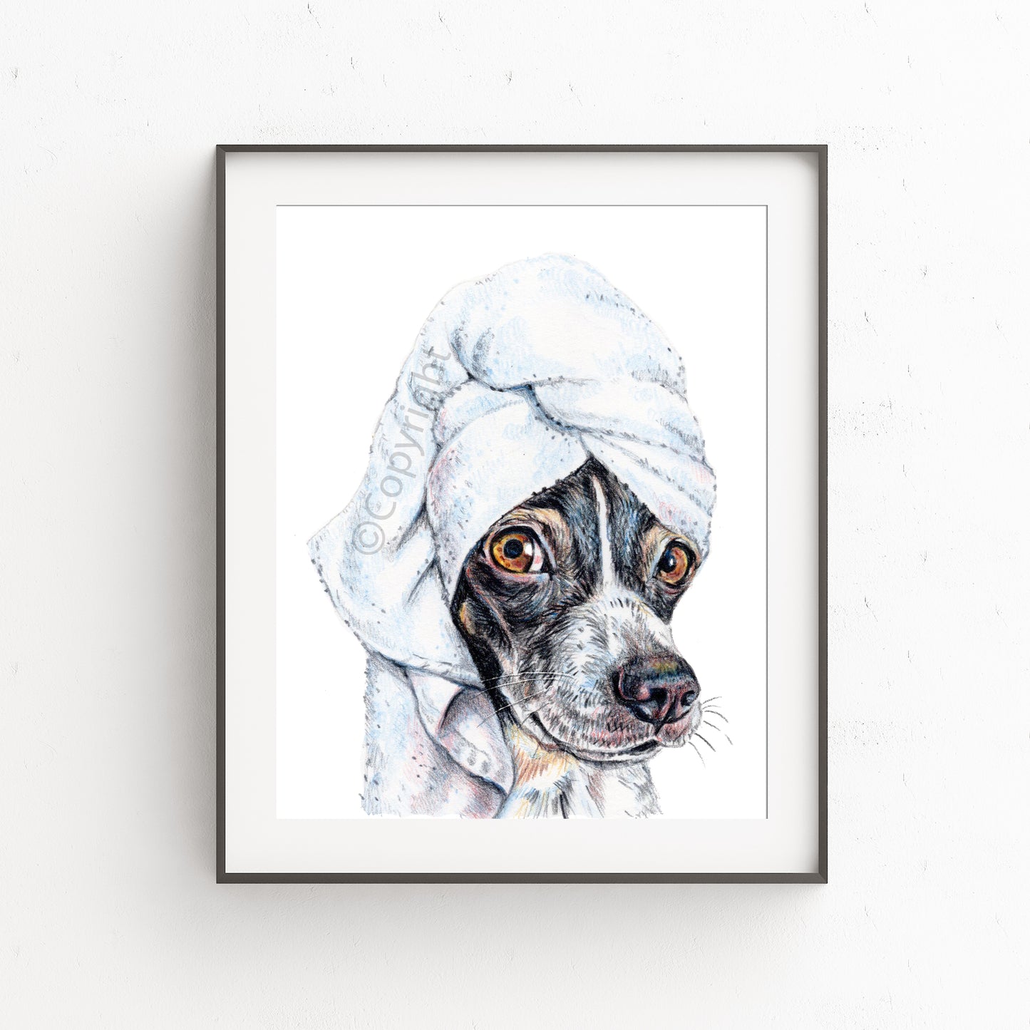 Coloured pencil drawing of a black and white terrier dog wearing a bath towel on his head. Art by Deidre Wicks