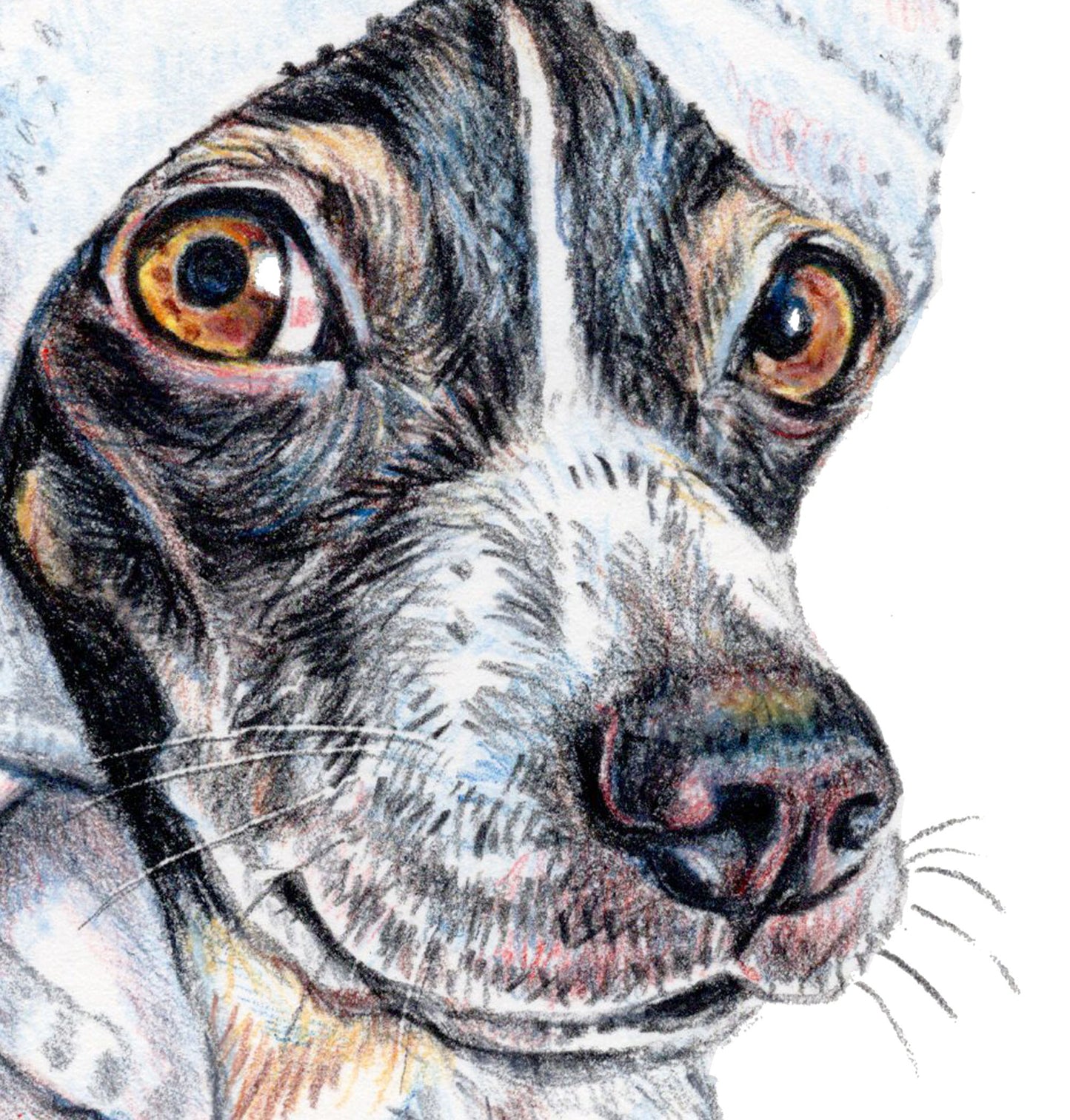 Coloured pencil drawing of a black and white terrier dog wearing a bath towel on his head. Art by Deidre Wicks