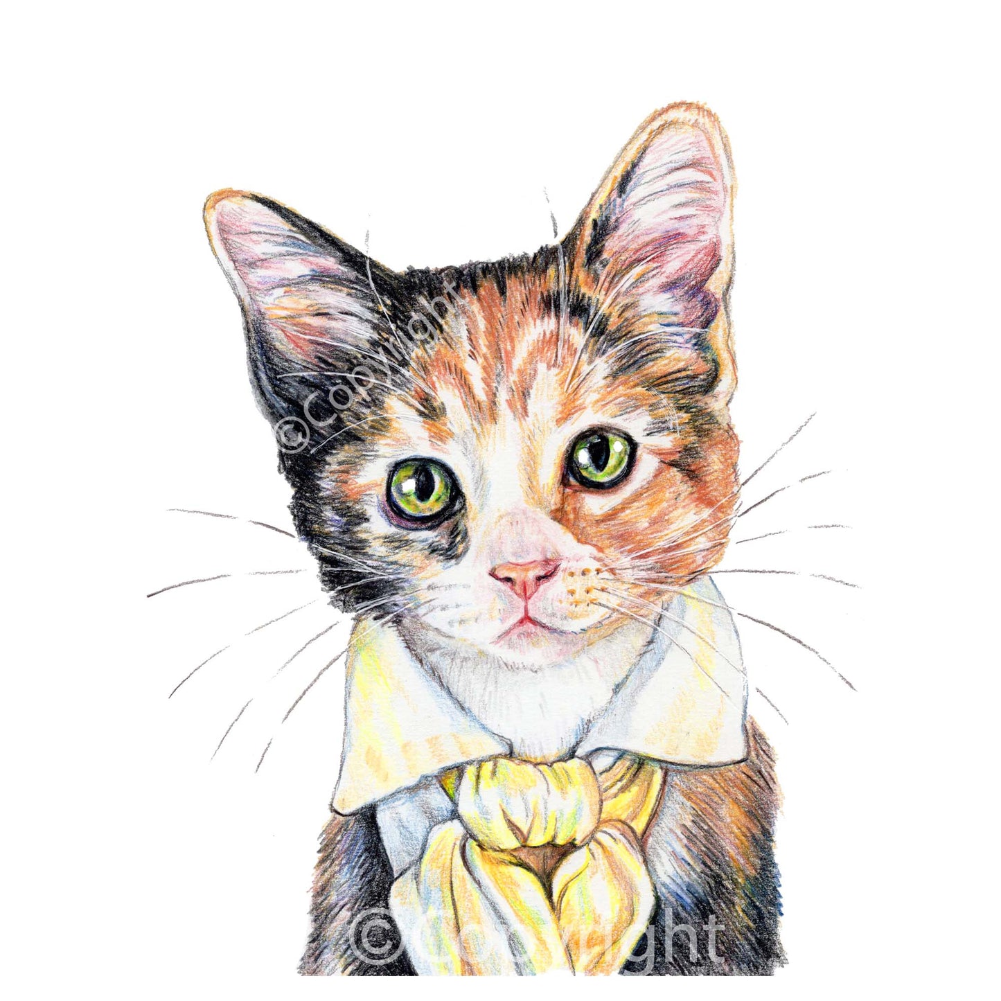 Coloured Pencil drawing of a calico kitten cat wearing a Romantic-style cravat. Art by Deidre Wicks