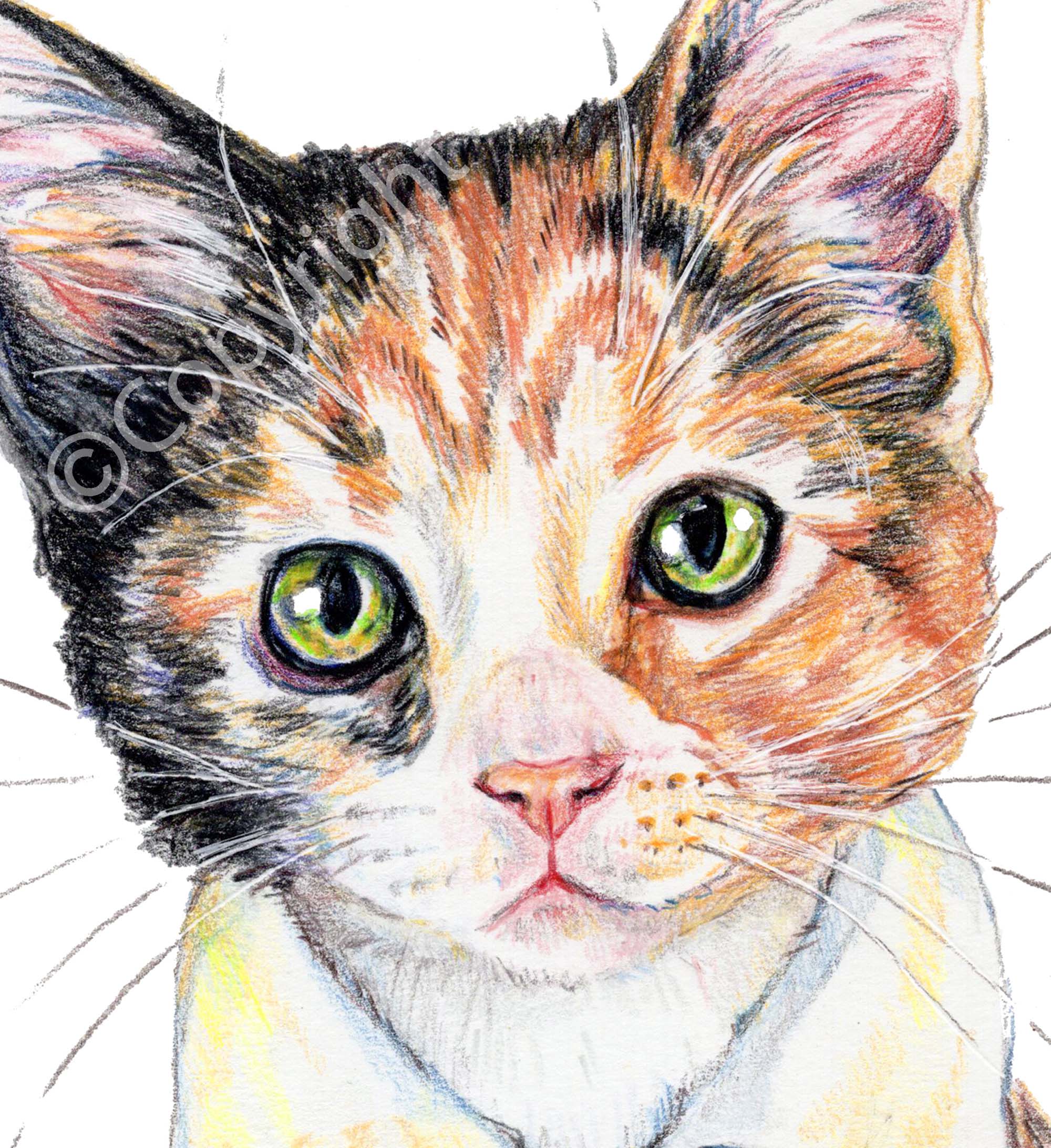 Realistic Cat In Profile Sketch Vector Graphic Colour Illustration On White  Background Stock Illustration - Download Image Now - iStock