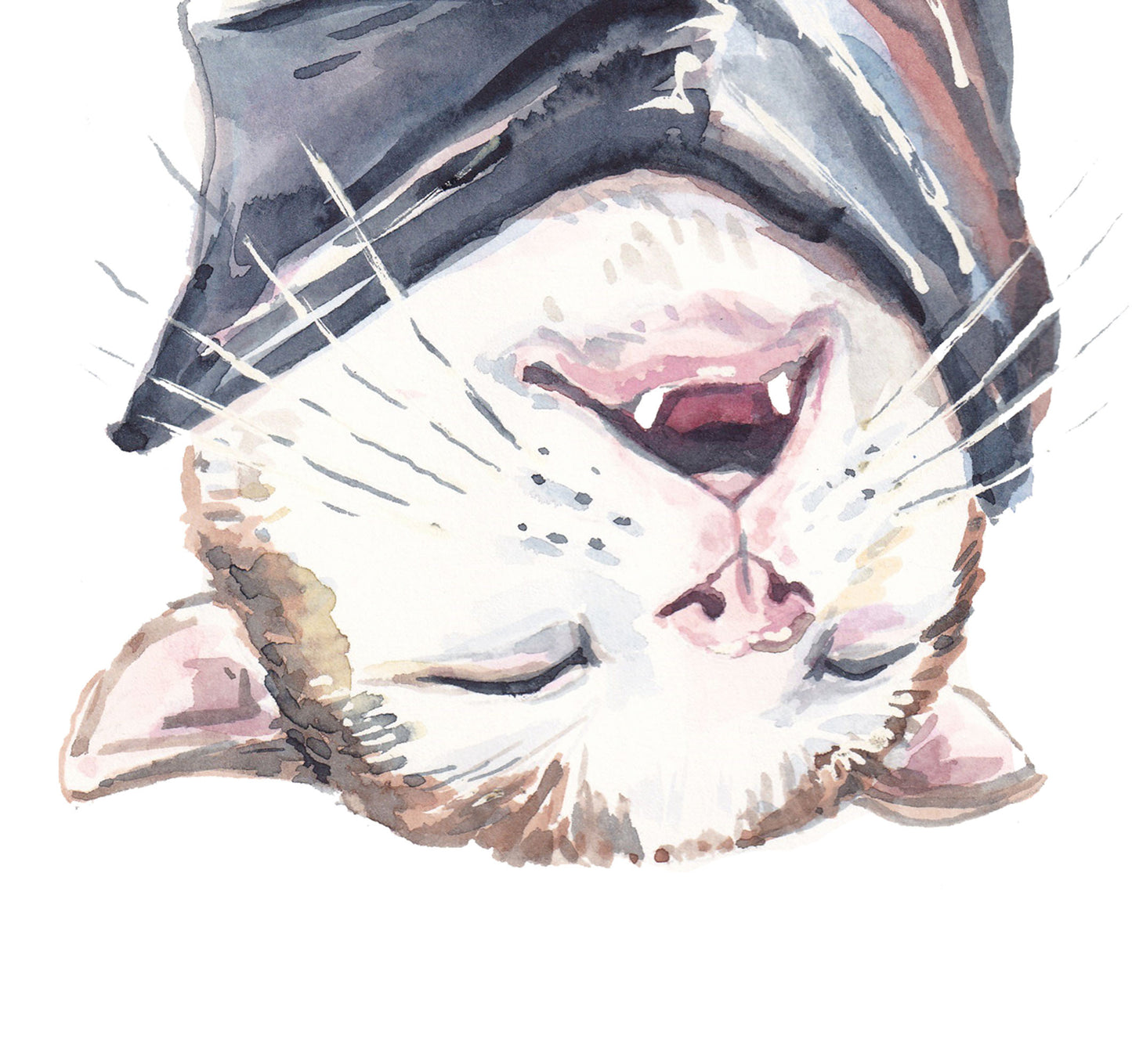 Close up of a kitten snoring. Watercolour art by Deidre Wicks