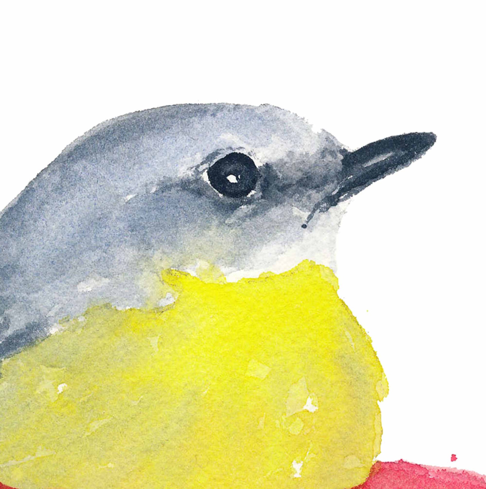 Close up of an eastern yellow robin bird by Deidre Wicks
