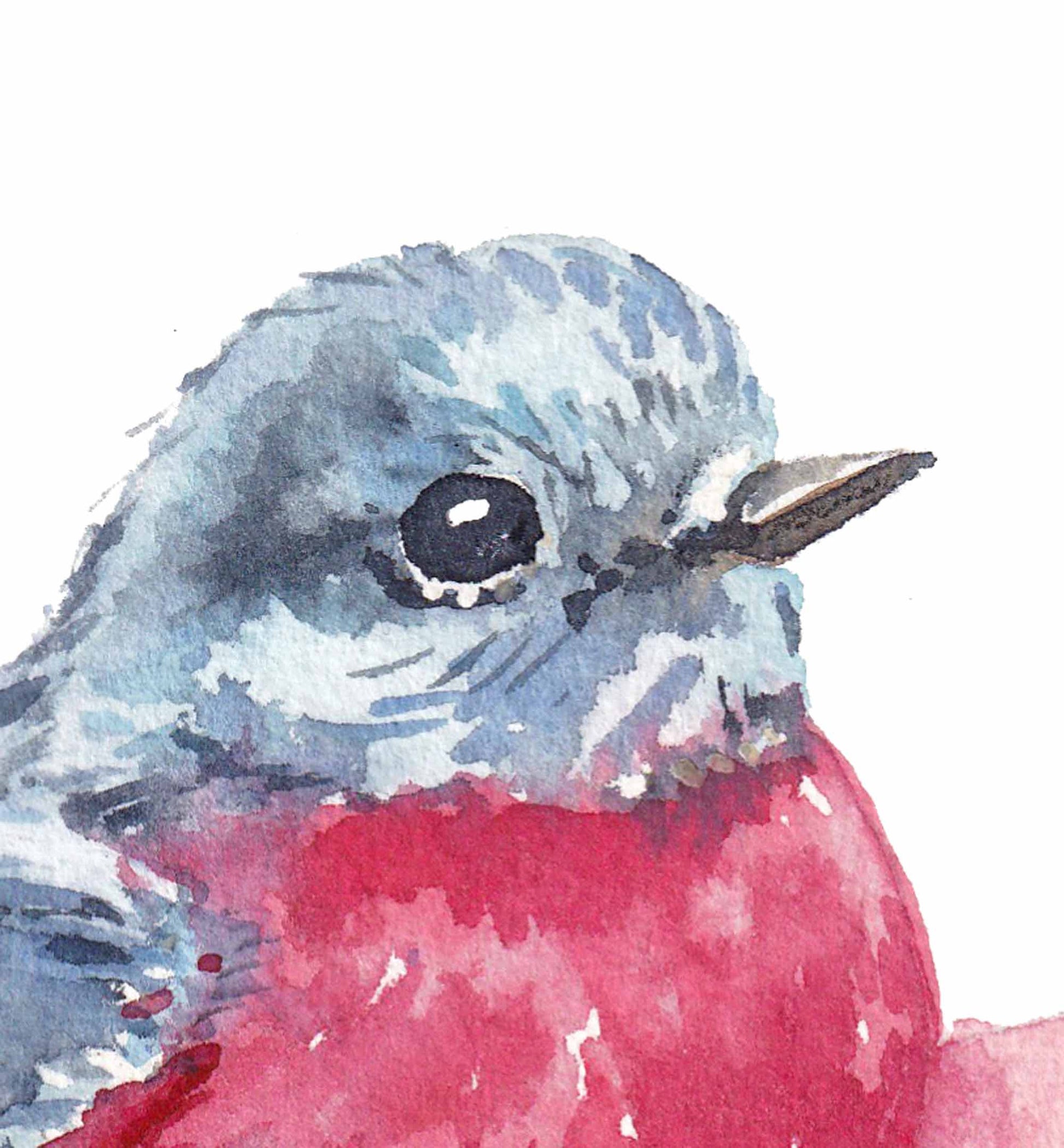 Close up of a watercolour painting of a rose robin by artist Deidre Wicks