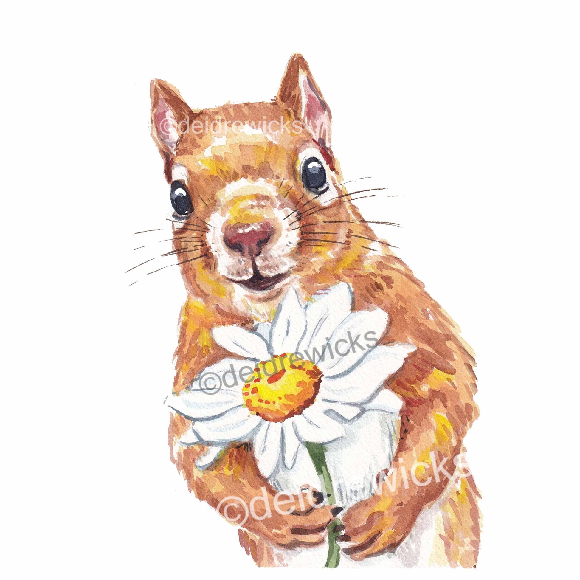 Watercolour painting of a red squirrel holding a daisy flower by artist Deidre Wicks