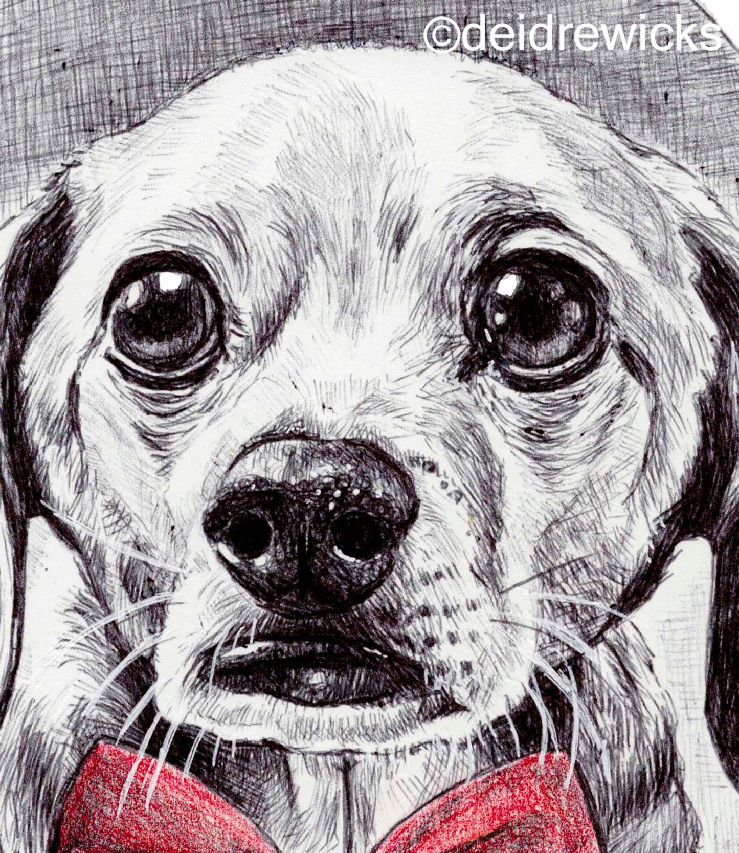 Close up of a ballpoint pen drawing of my rescue dog Tad. Archival print by Deidre Wicks