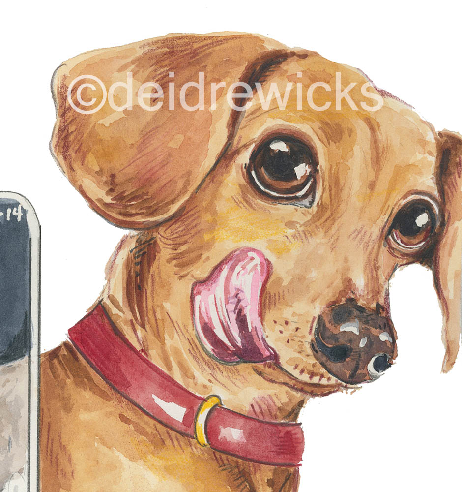 Close up of a watercolor of a dachshund licking his lips