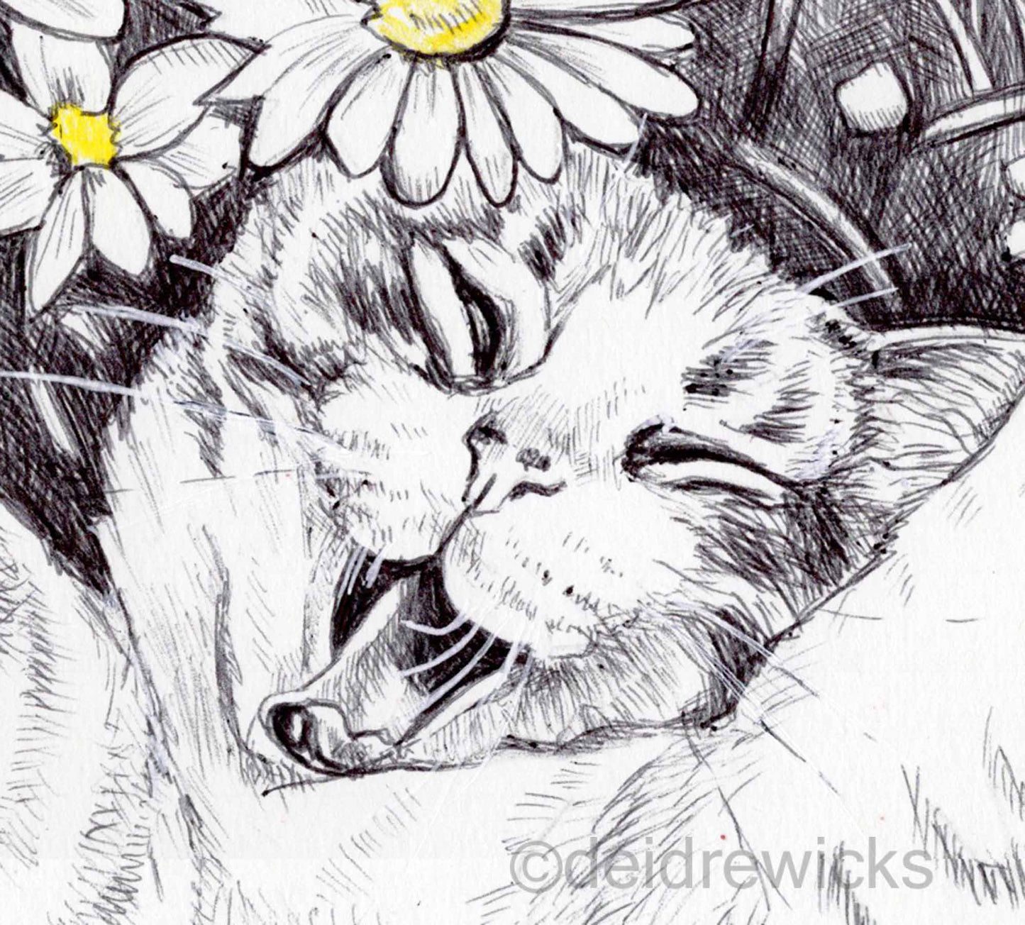 Close up of a ballpoint pen drawing of a cat face by Deidre Wicks