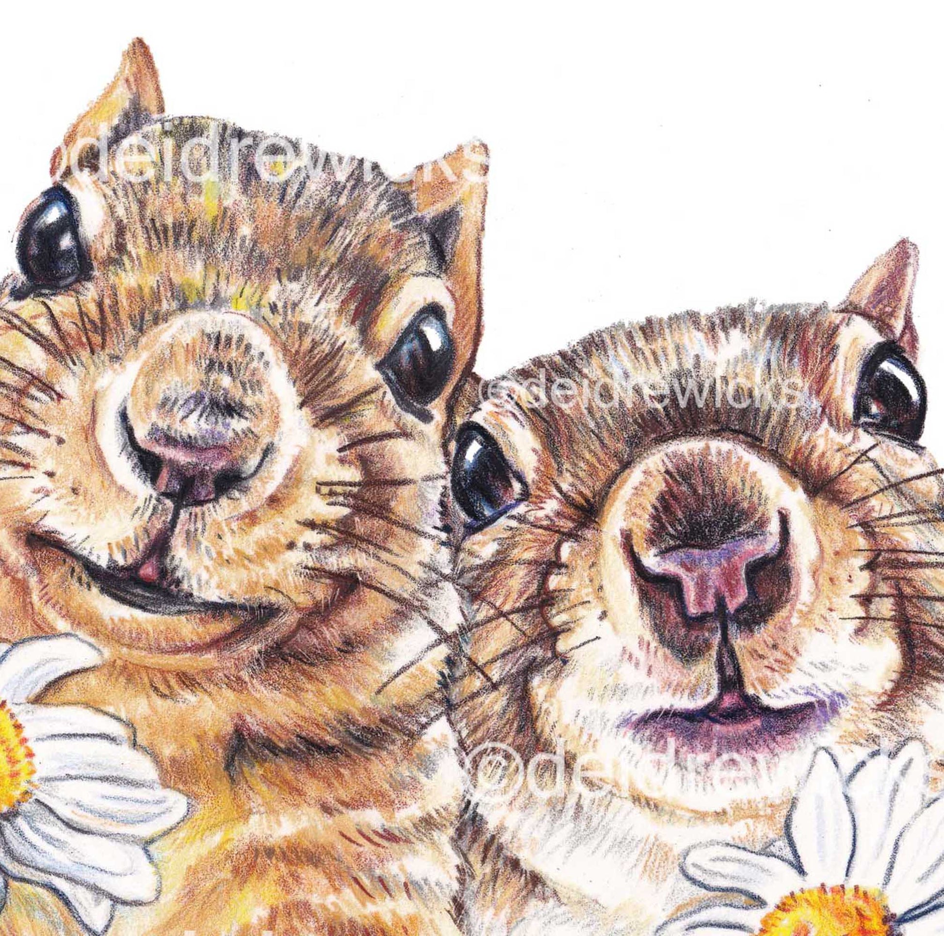 Close up of a squirrel coloured pencil drawing