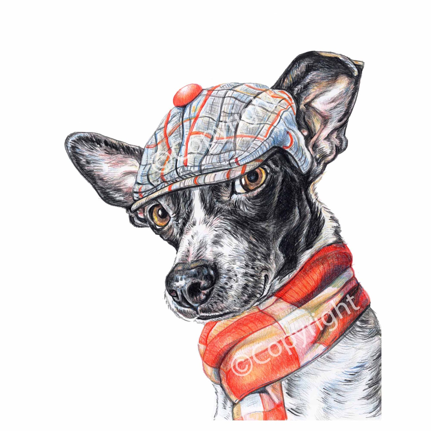 Coloured pencil drawing of a black and white terrier mix dog wearing a dapper cap and woold scarf. Art by Deidre Wicks