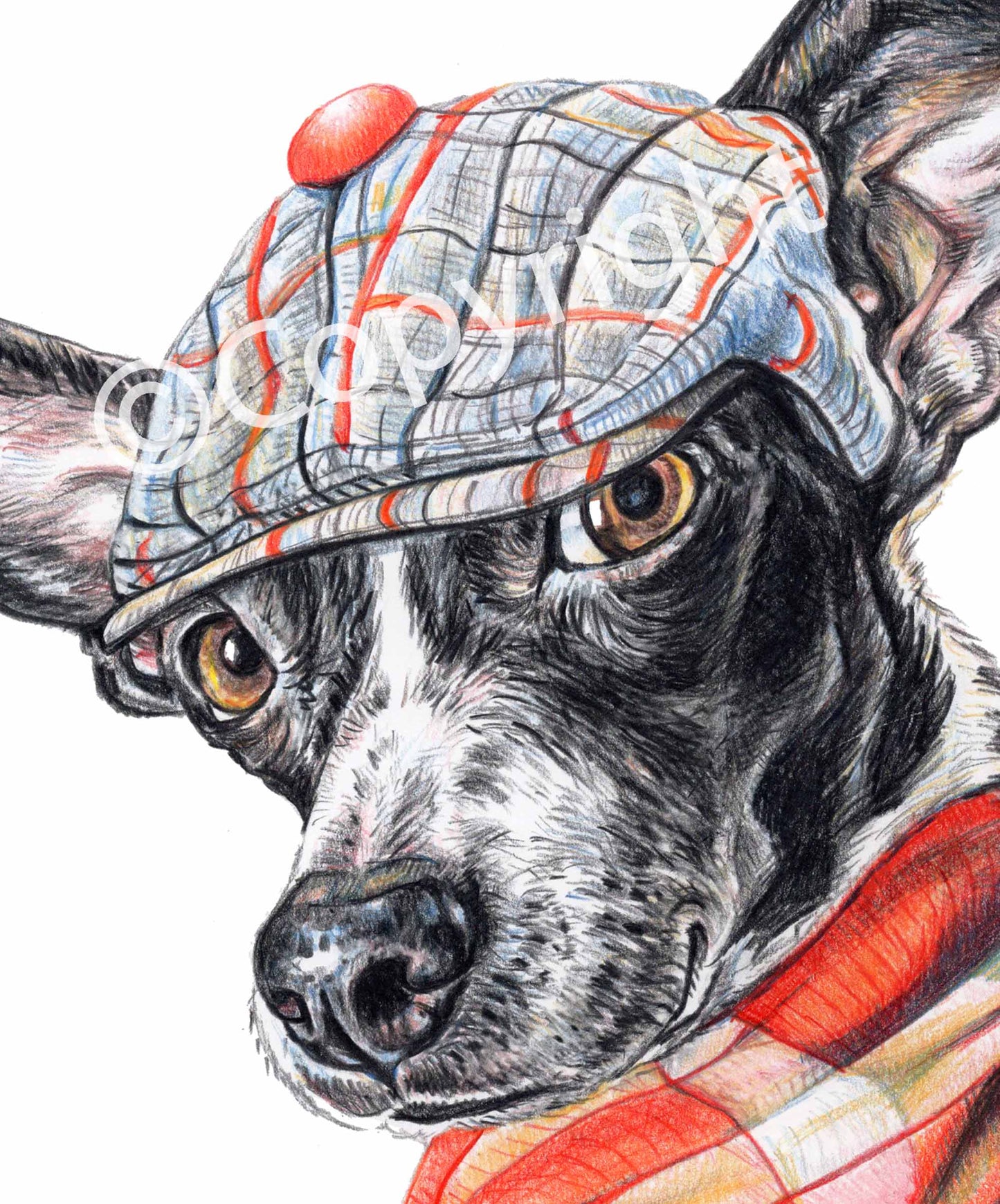 Coloured pencil drawing of a black and white terrier mix dog wearing a dapper cap and woold scarf. Art by Deidre Wicks