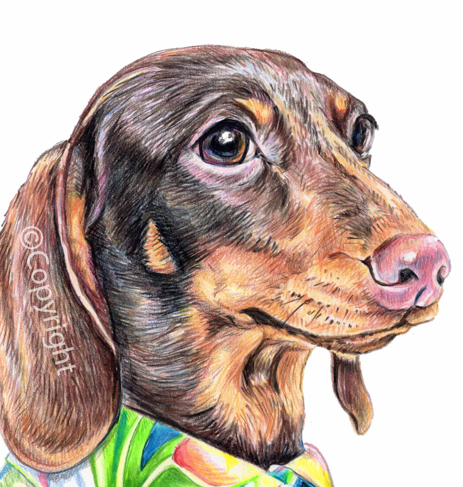 Coloured pencil drawing of a dachshund dog wearing a bright green and blue Hawaiian shirt. Art by Deidre Wicks