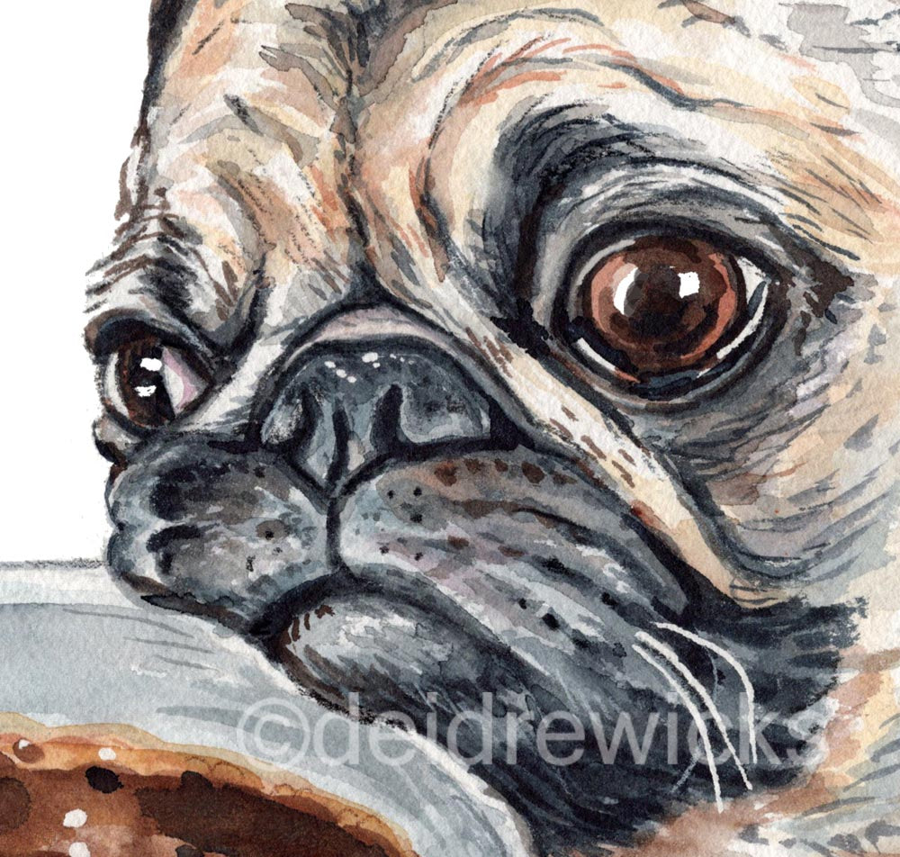 Close up of a watercolour pug painting by Deidre Wicks