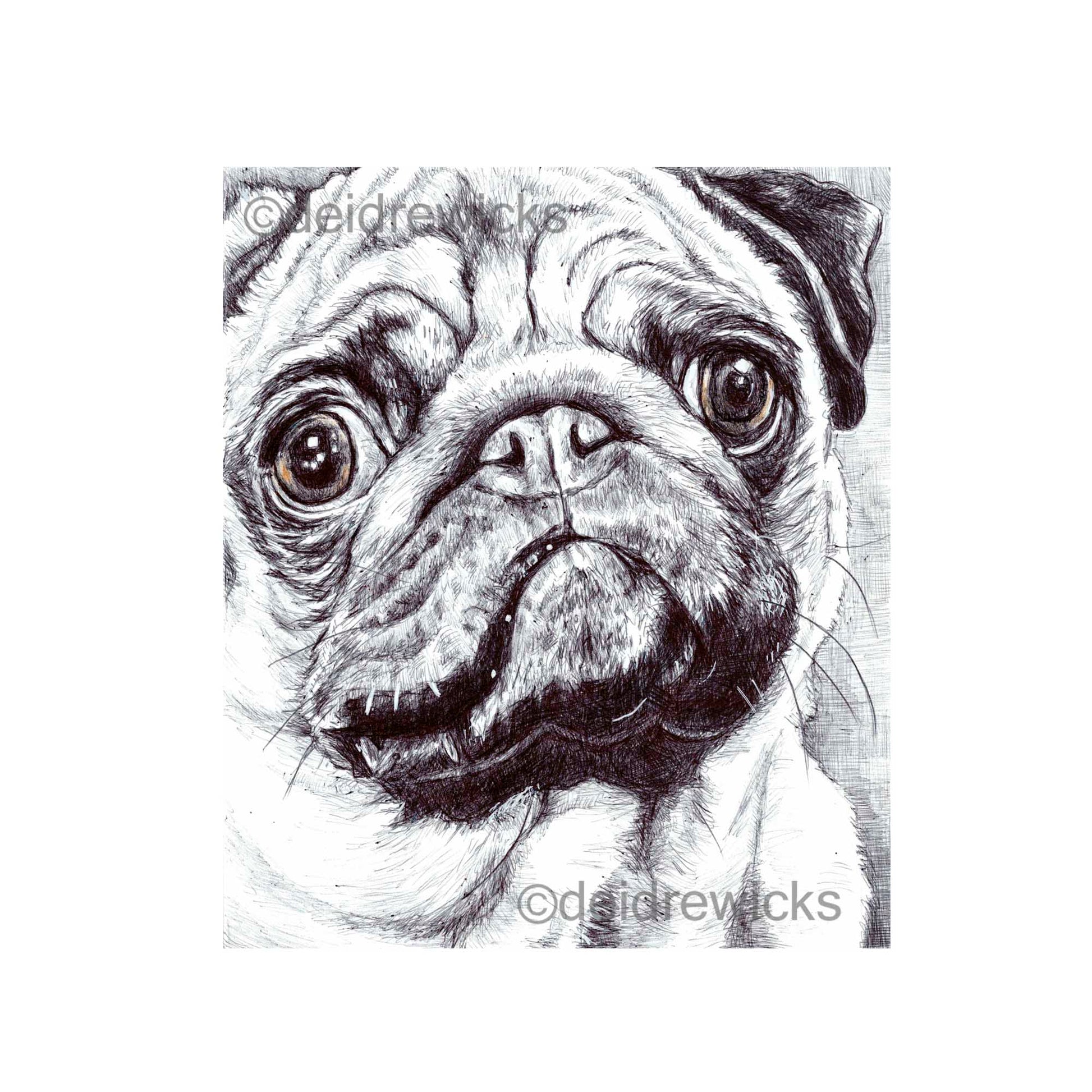 Ballpoint pen illustration of a close up of an adorable pug dog. Art by Deidre Wicks